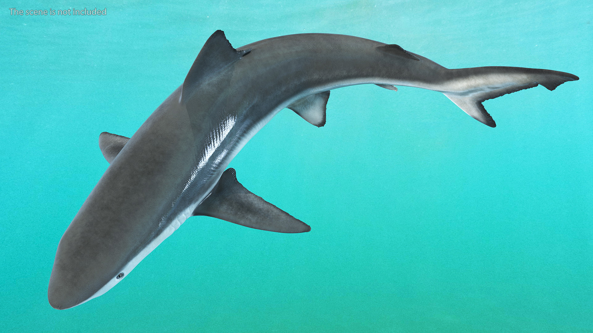 Smalltail Shark or Carcharhinus Porosus 3D model