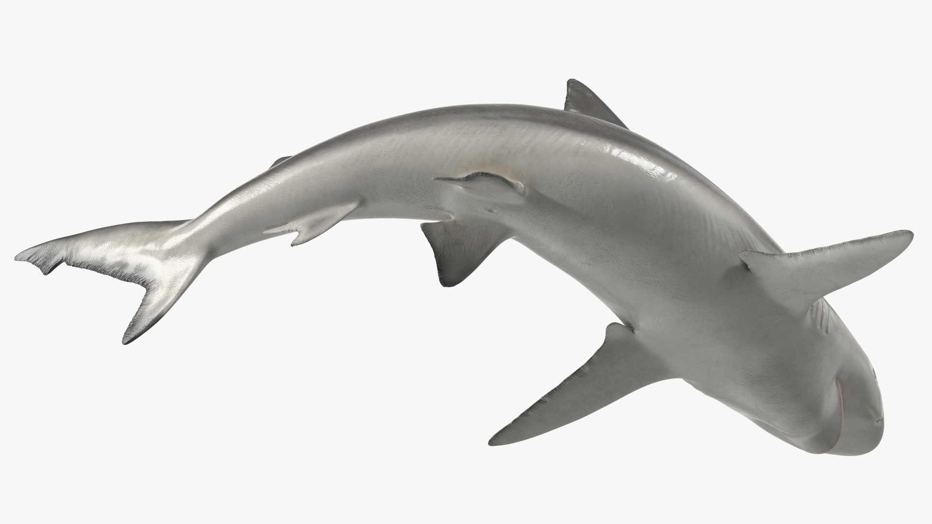 Smalltail Shark or Carcharhinus Porosus 3D model