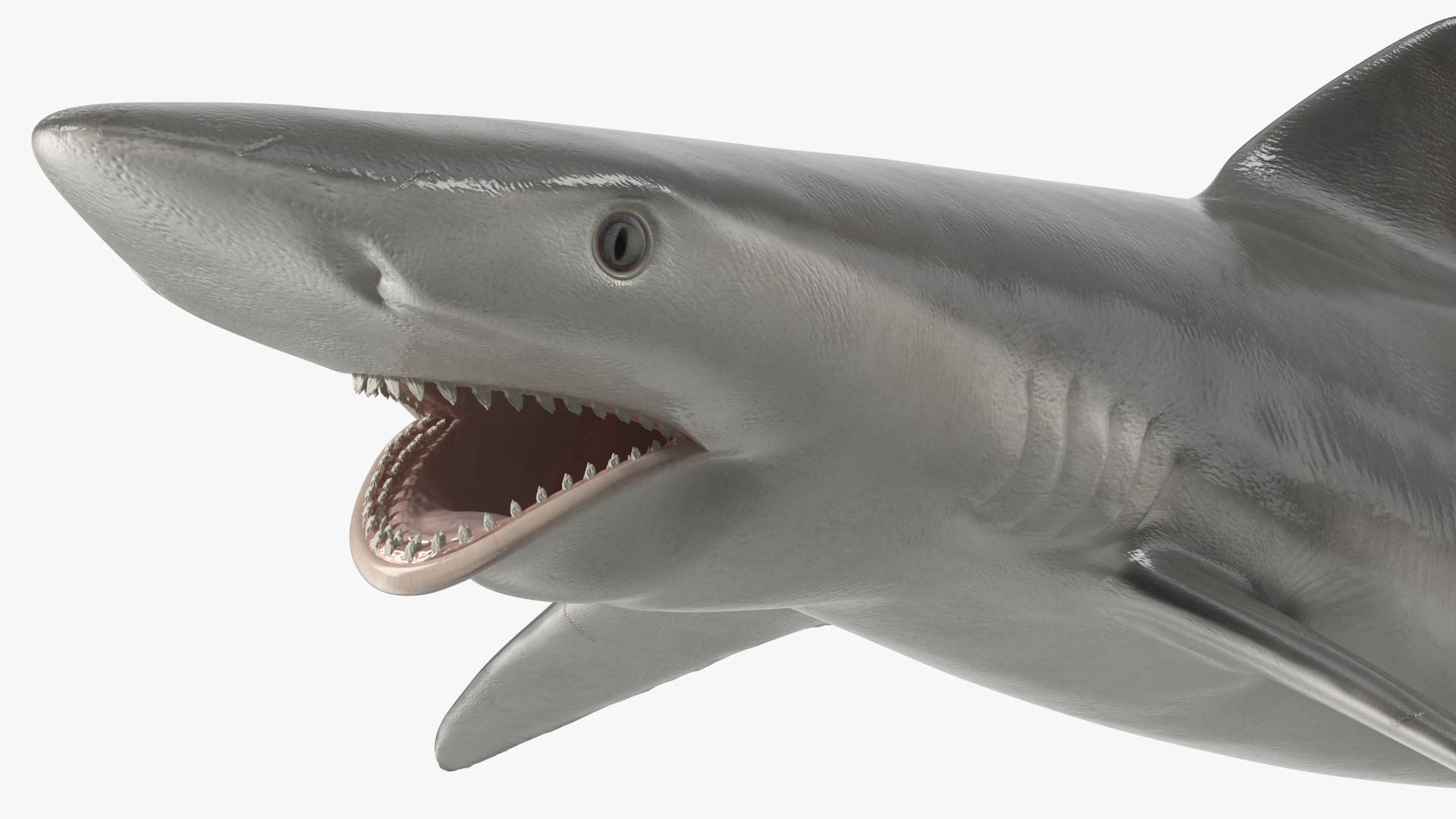 Smalltail Shark or Carcharhinus Porosus 3D model