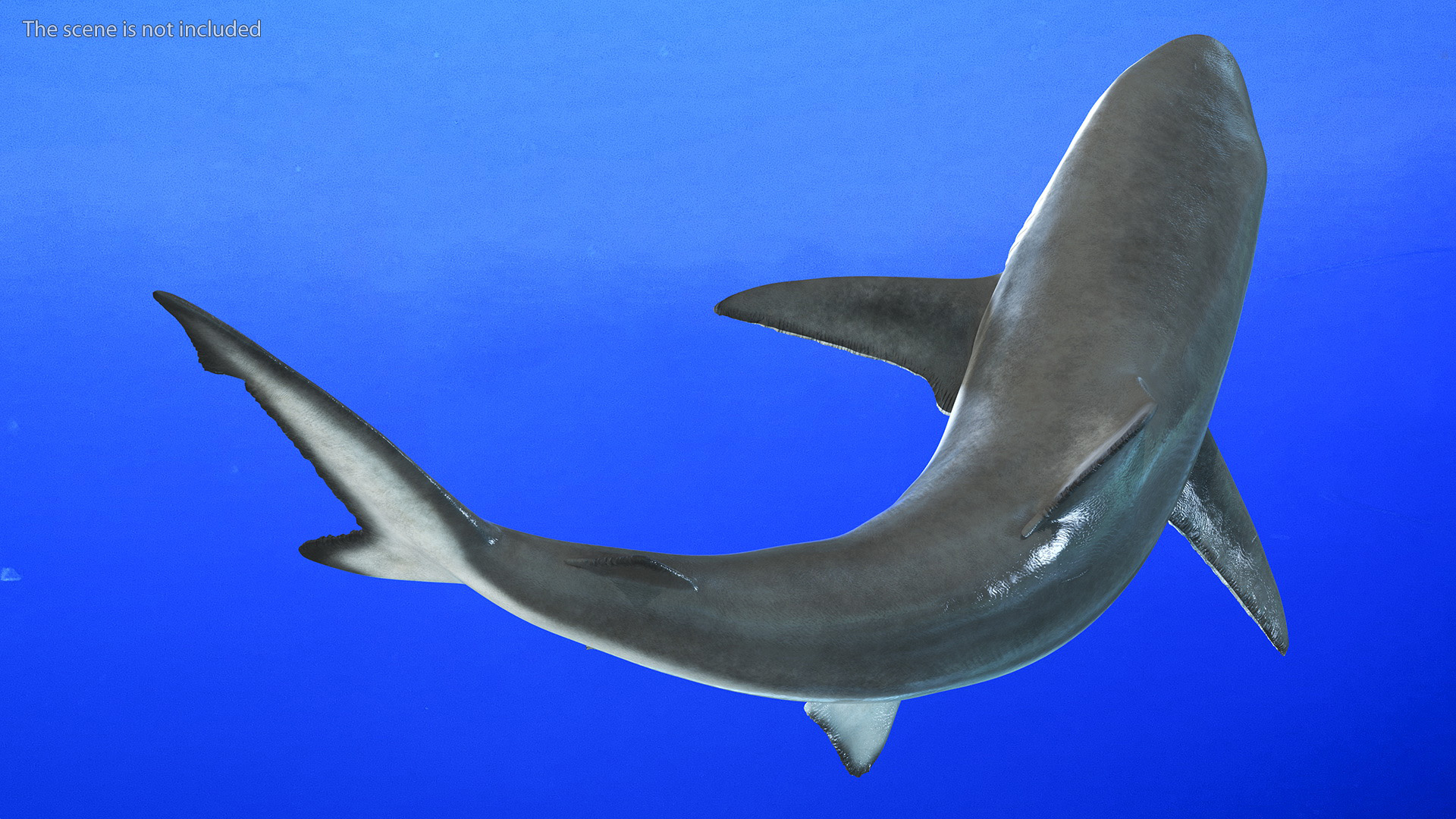 Smalltail Shark or Carcharhinus Porosus 3D model