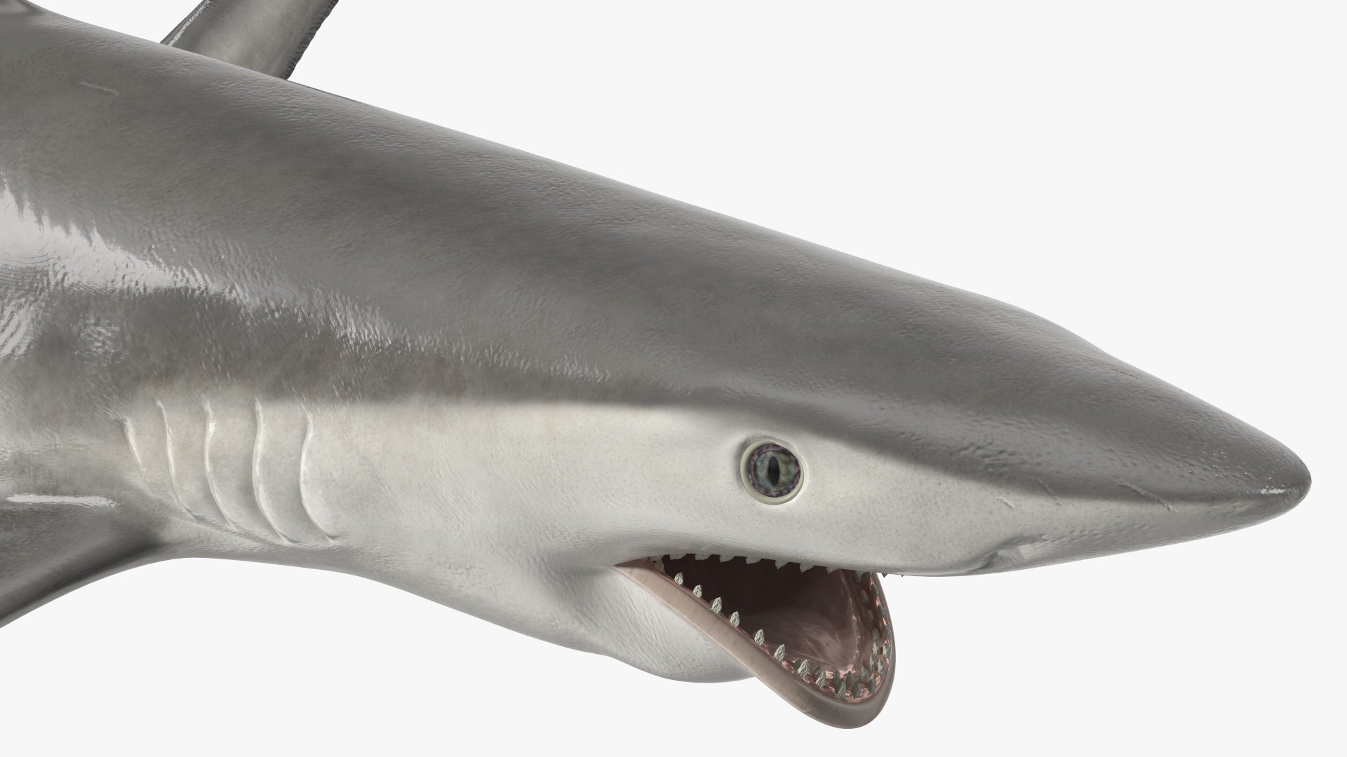 Smalltail Shark or Carcharhinus Porosus 3D model