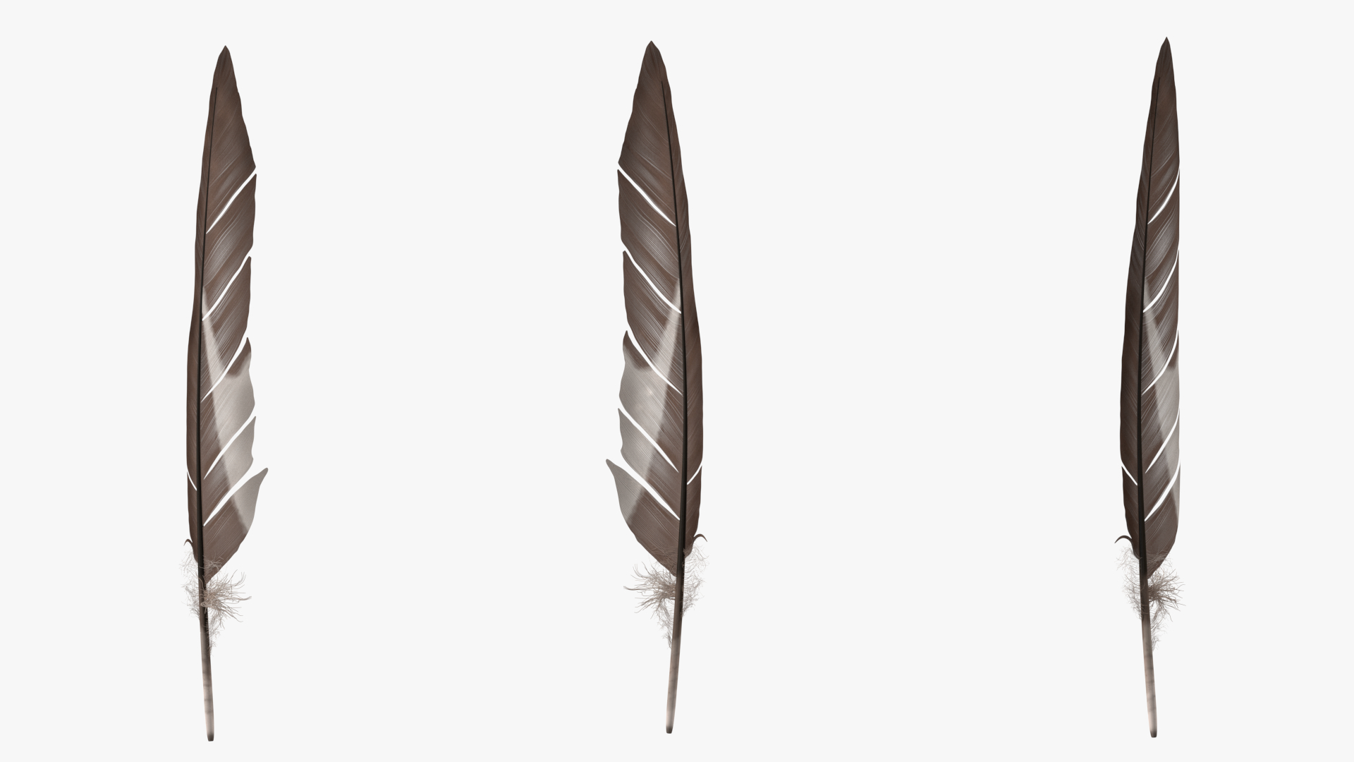 Gull Feather 3D