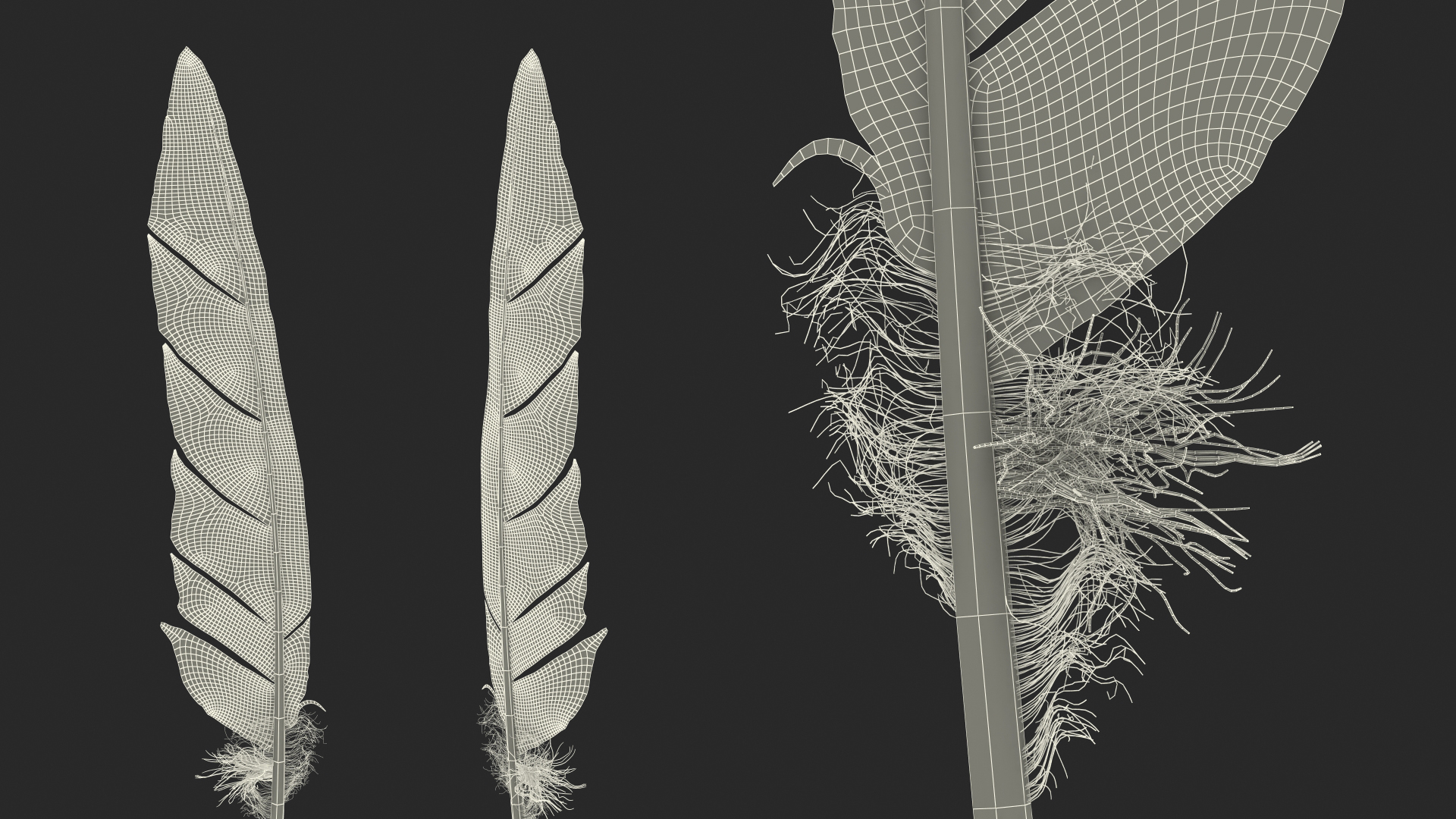 Gull Feather 3D