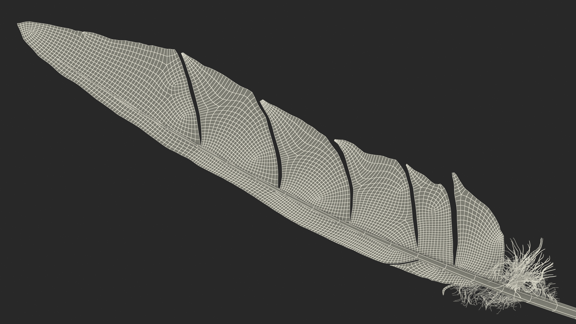 Gull Feather 3D