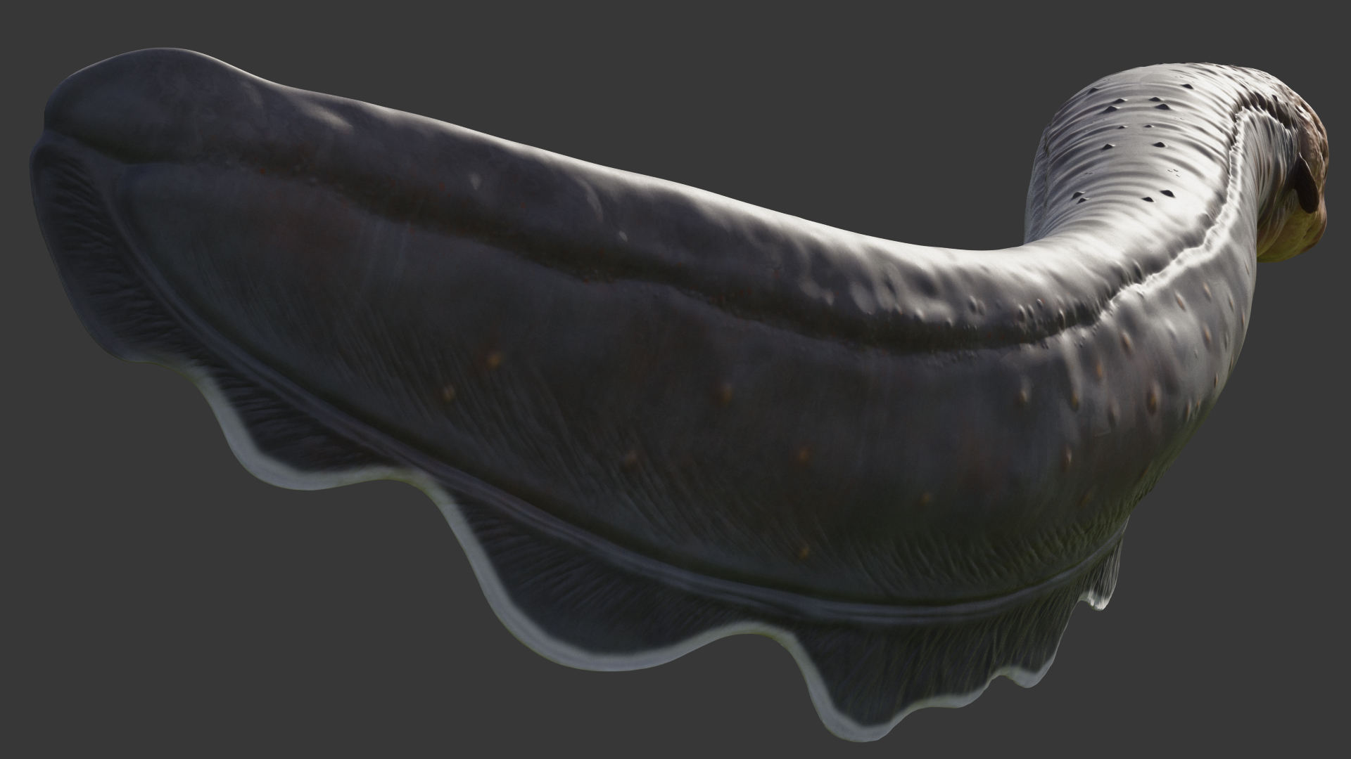 Electric Eel Attack Pose 3D model