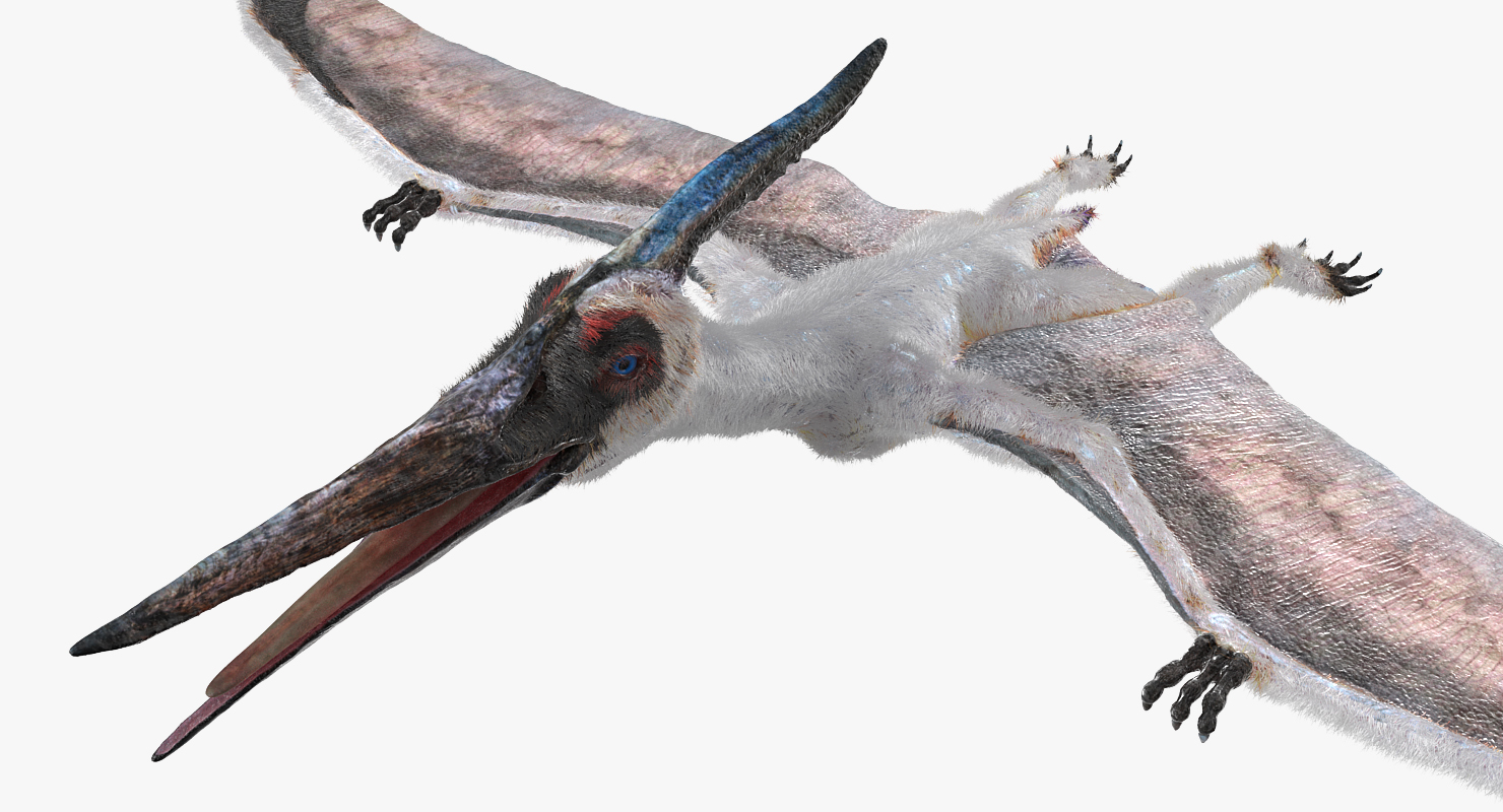 3D model Pterosaur Pteranodon White with Fur