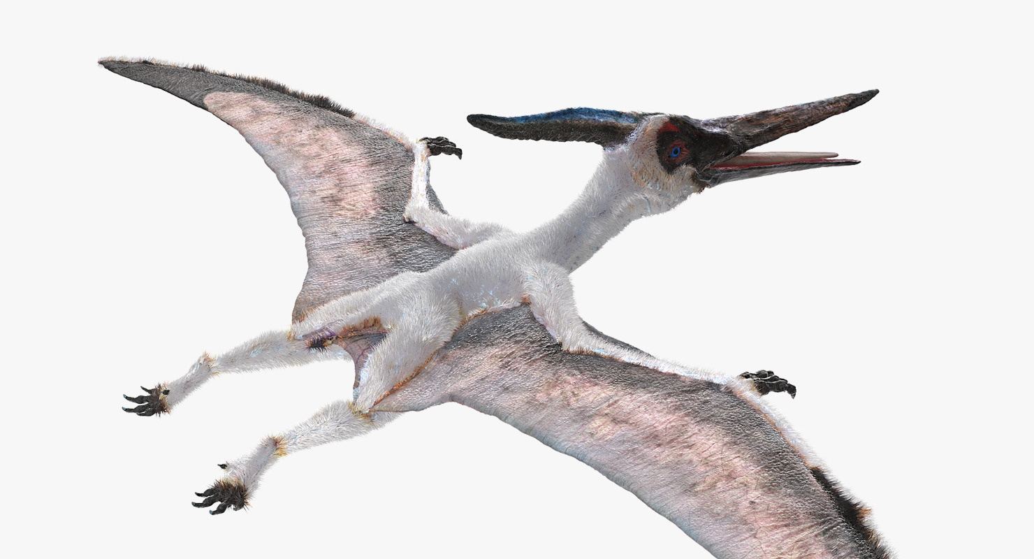 3D model Pterosaur Pteranodon White with Fur