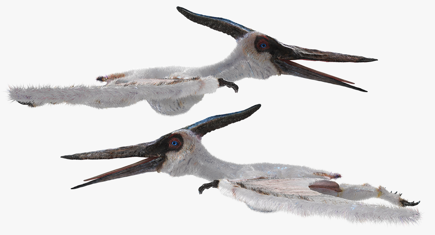 3D model Pterosaur Pteranodon White with Fur