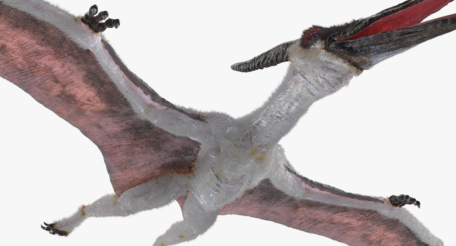 3D model Pterosaur Pteranodon White with Fur