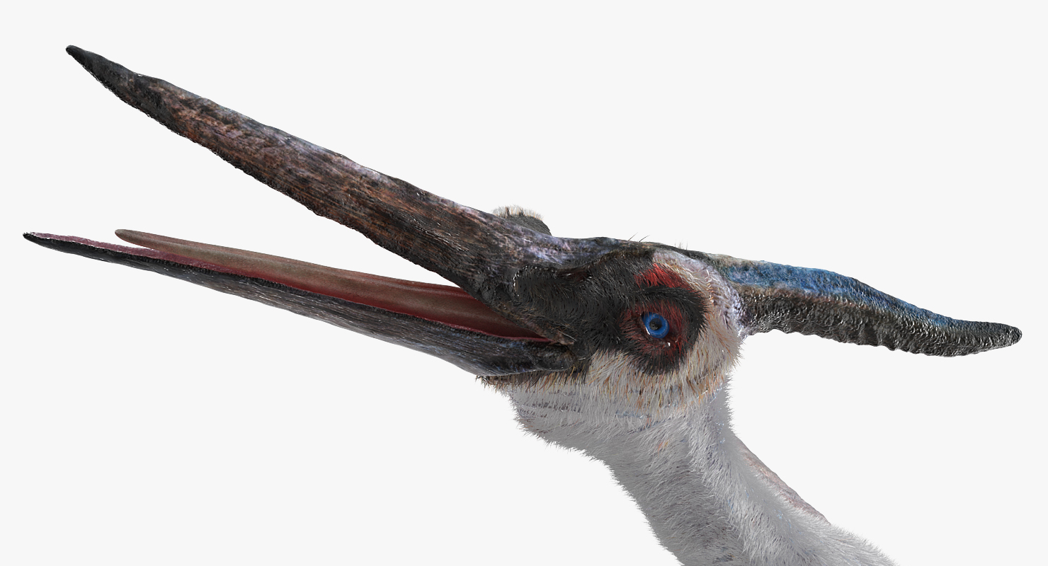 3D model Pterosaur Pteranodon White with Fur