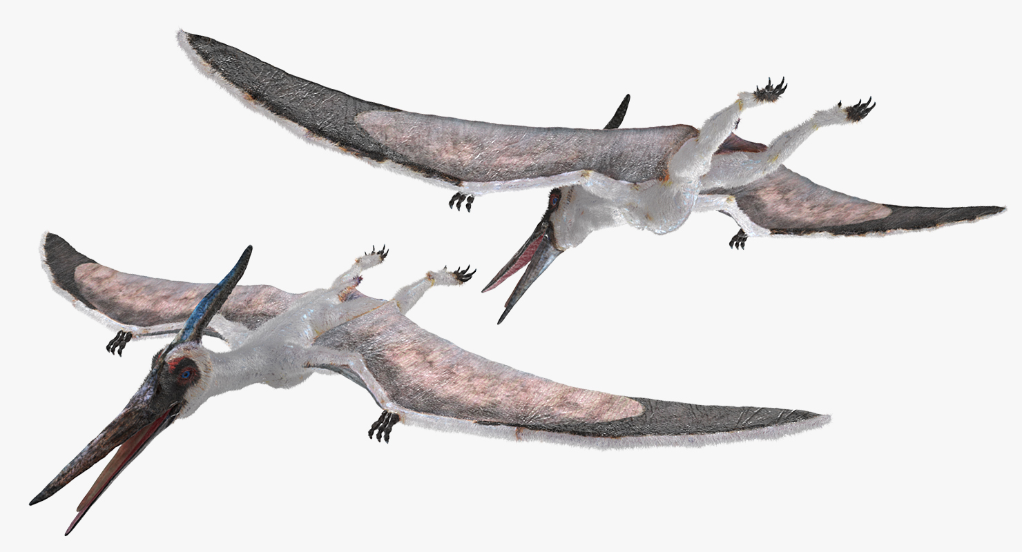 3D model Pterosaur Pteranodon White with Fur