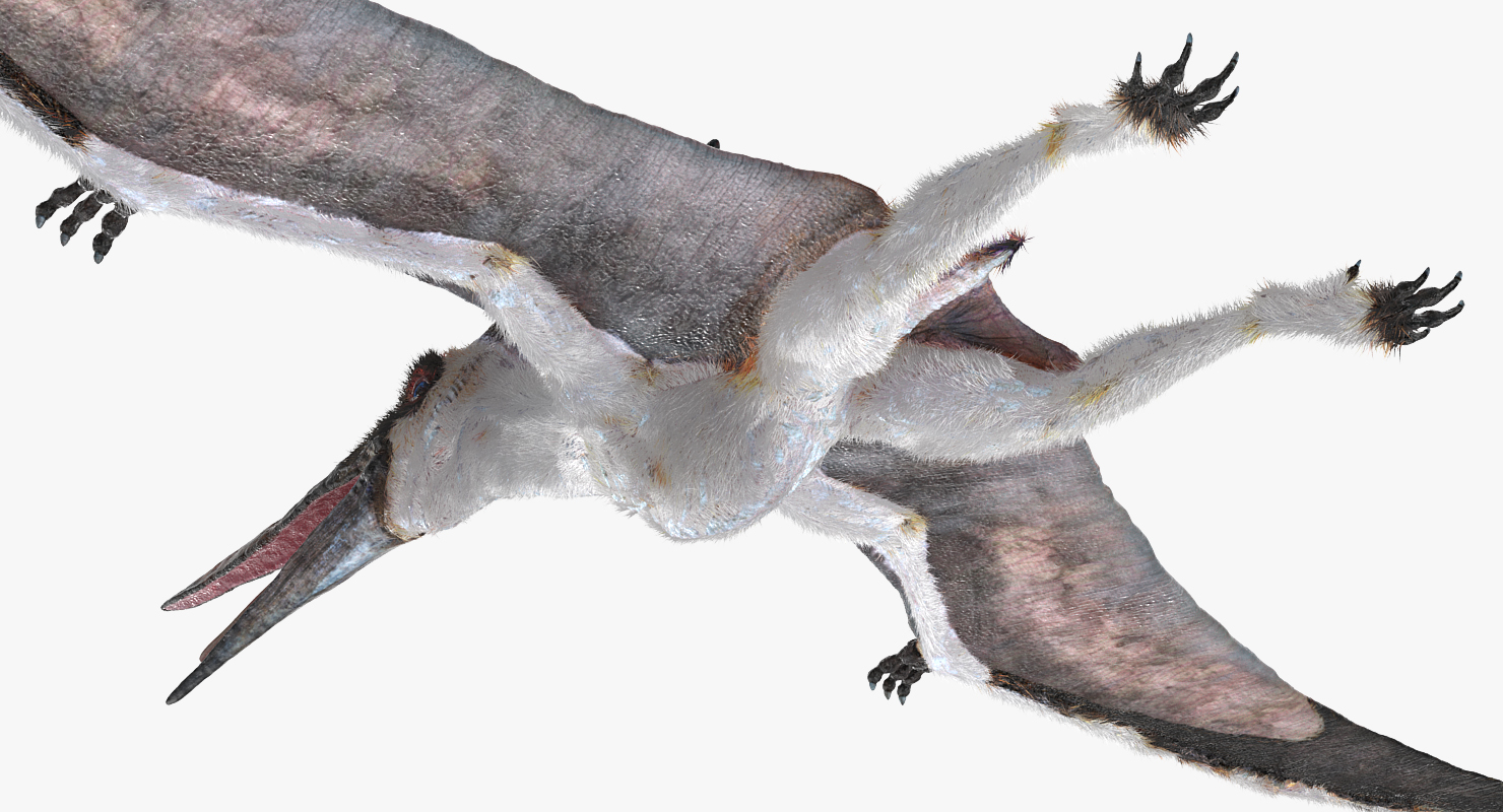 3D model Pterosaur Pteranodon White with Fur