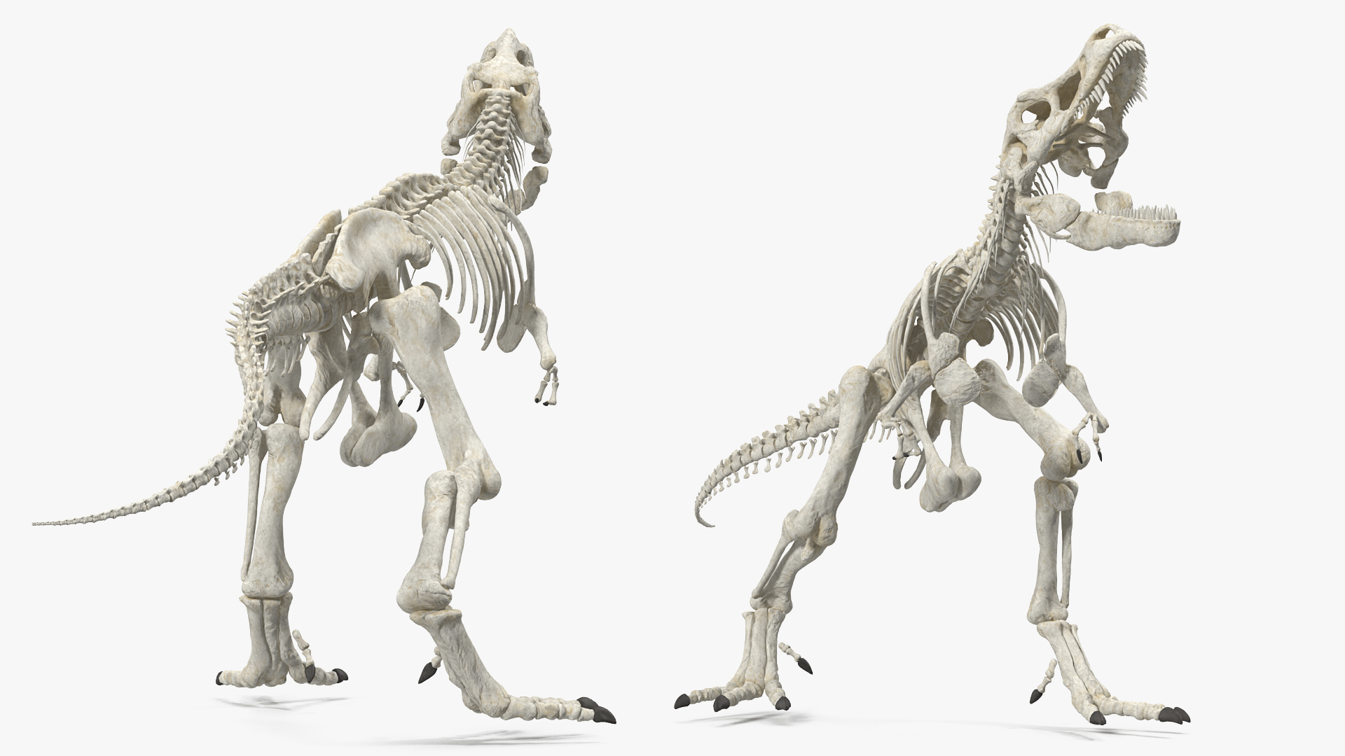 3D model Tyrannosaurus Rex Skeleton Standing Pose