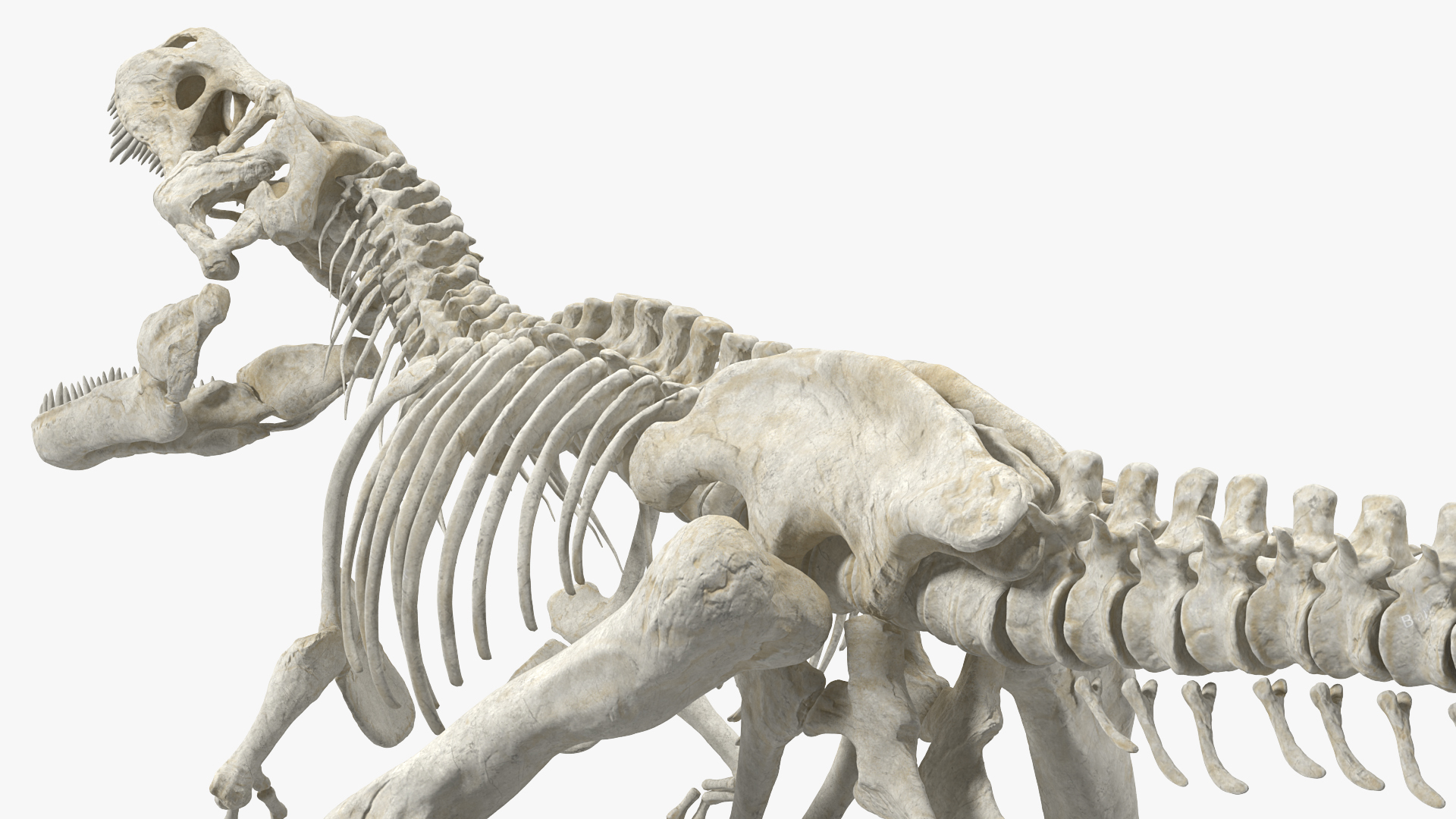 3D model Tyrannosaurus Rex Skeleton Standing Pose