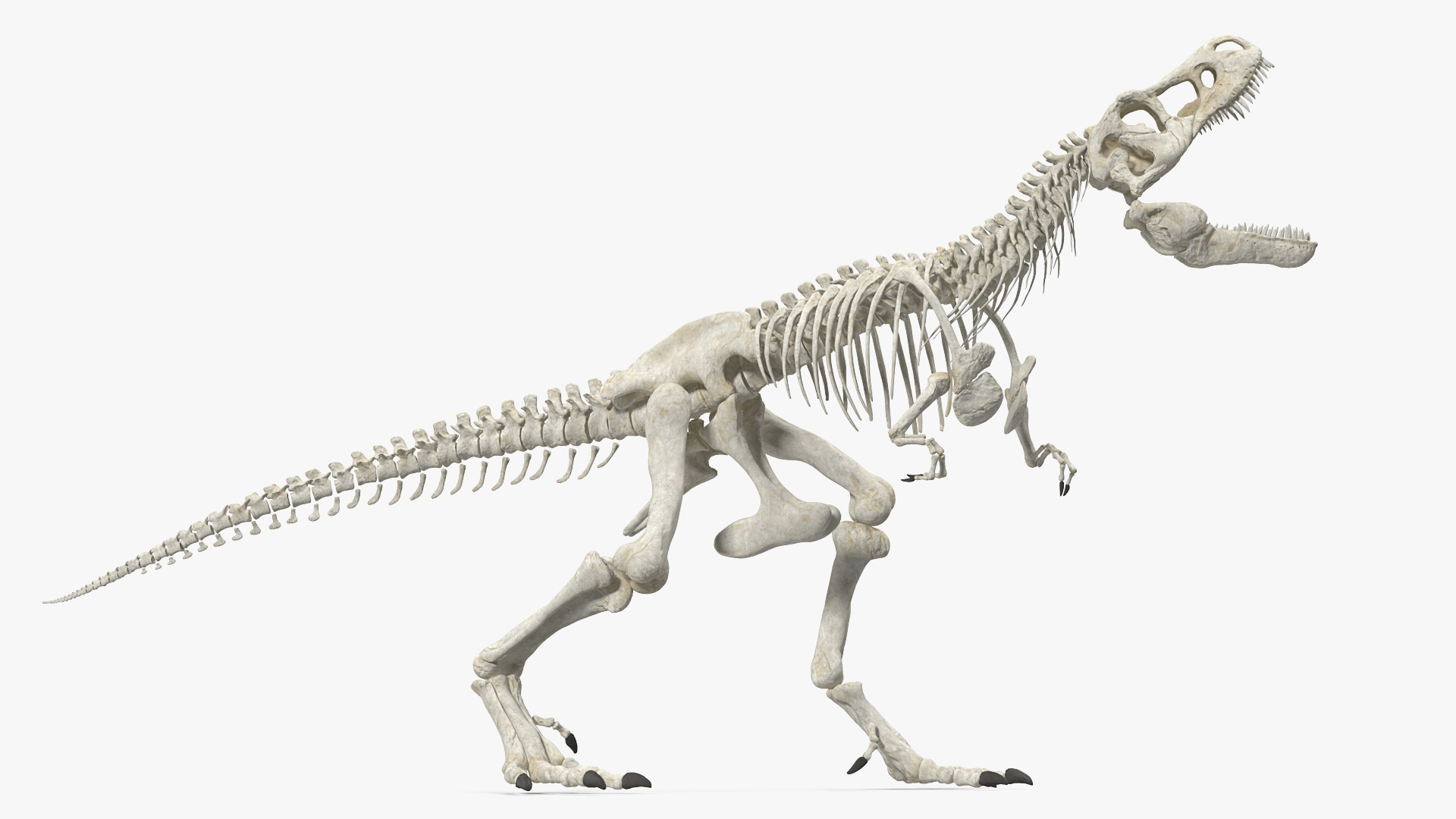 3D model Tyrannosaurus Rex Skeleton Standing Pose