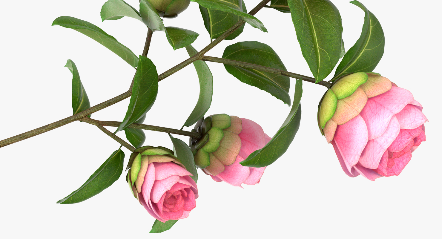 3D Camellia Pink model