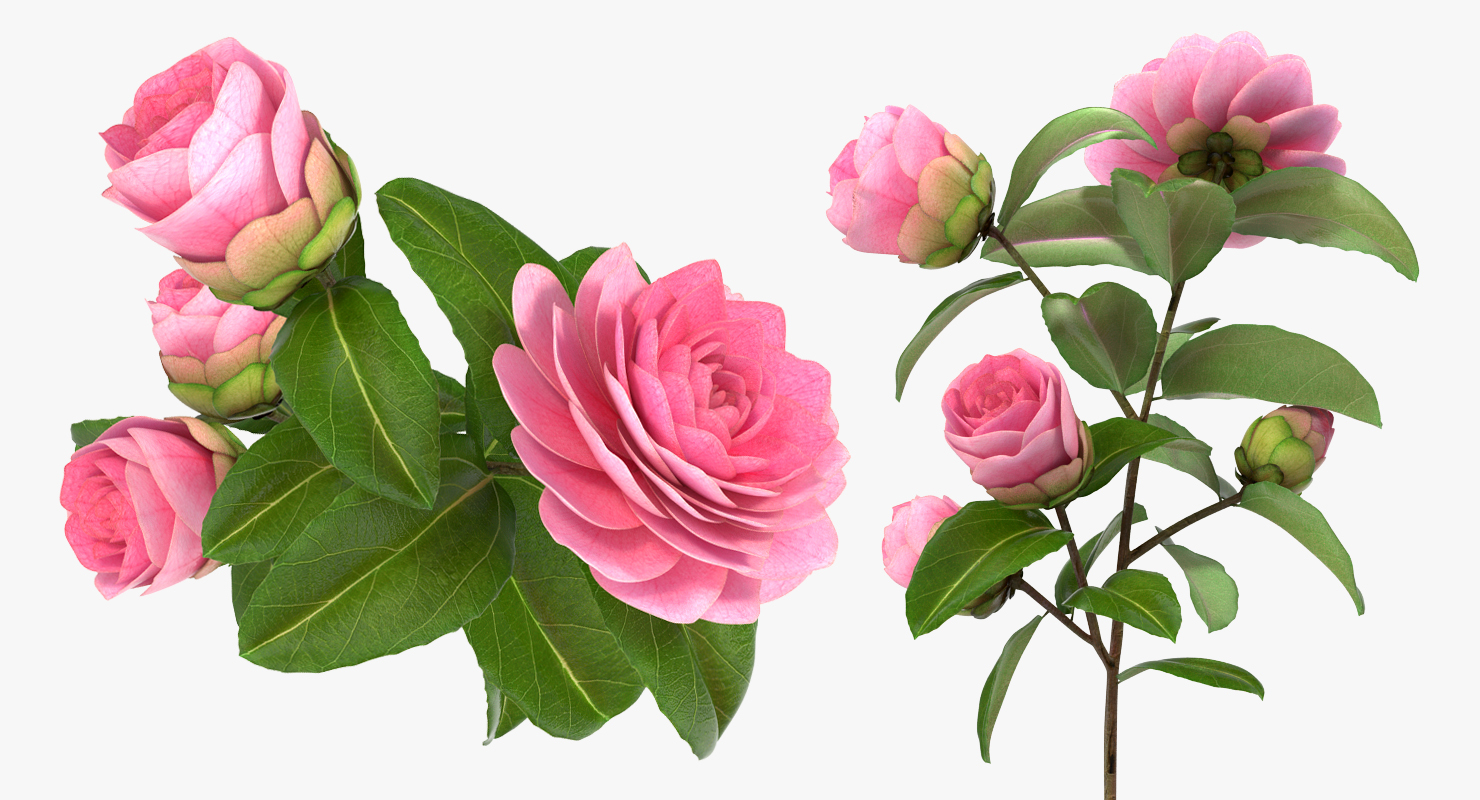 3D Camellia Pink model