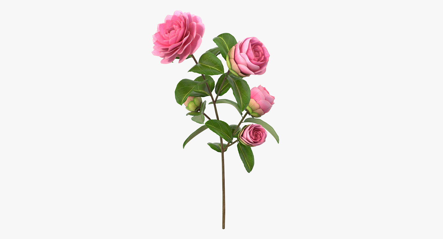 3D Camellia Pink model