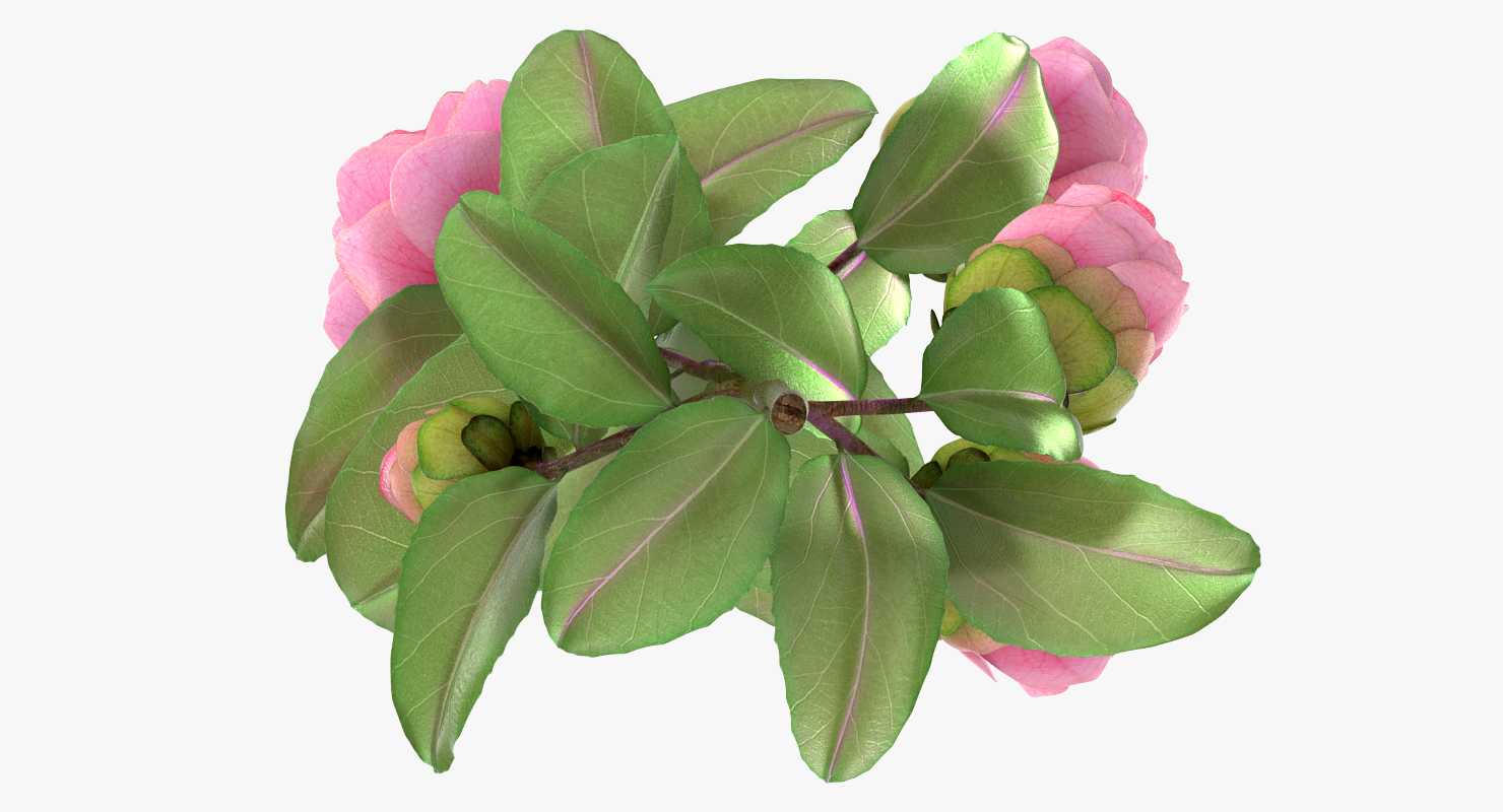 3D Camellia Pink model