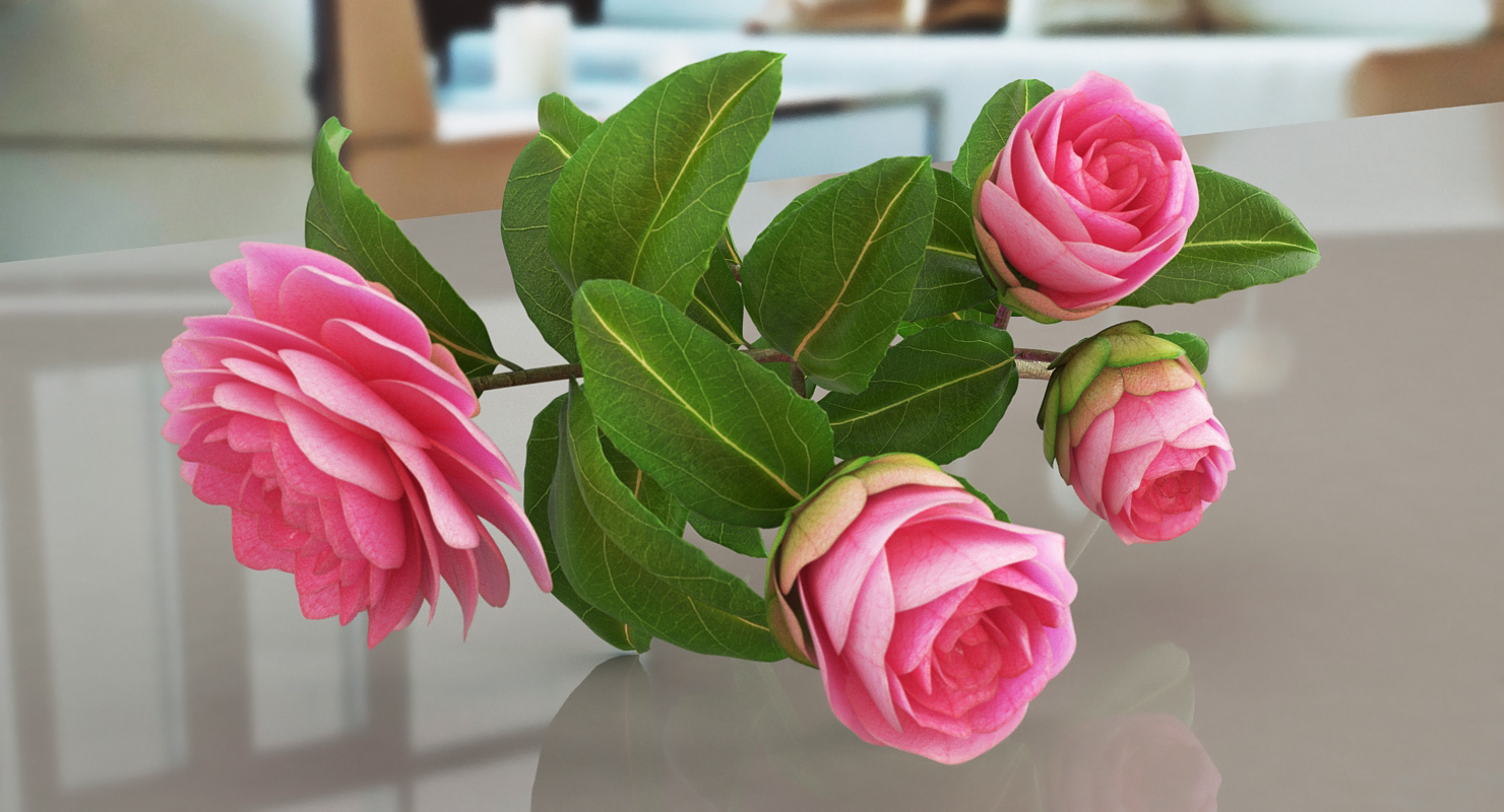 3D Camellia Pink model