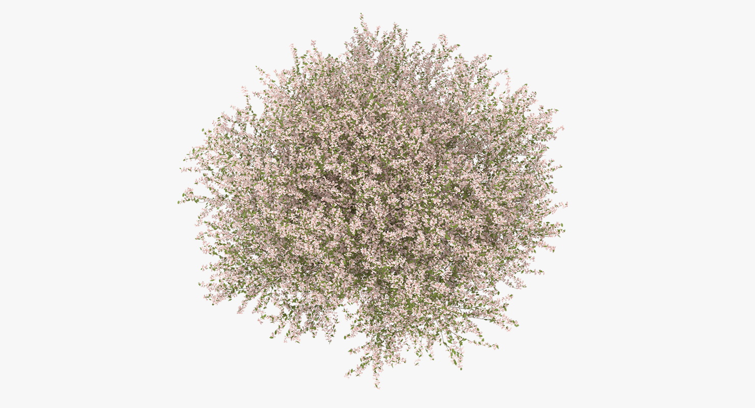 Linnaea Amabilis or Kolkwitzia Amabilis 3D model