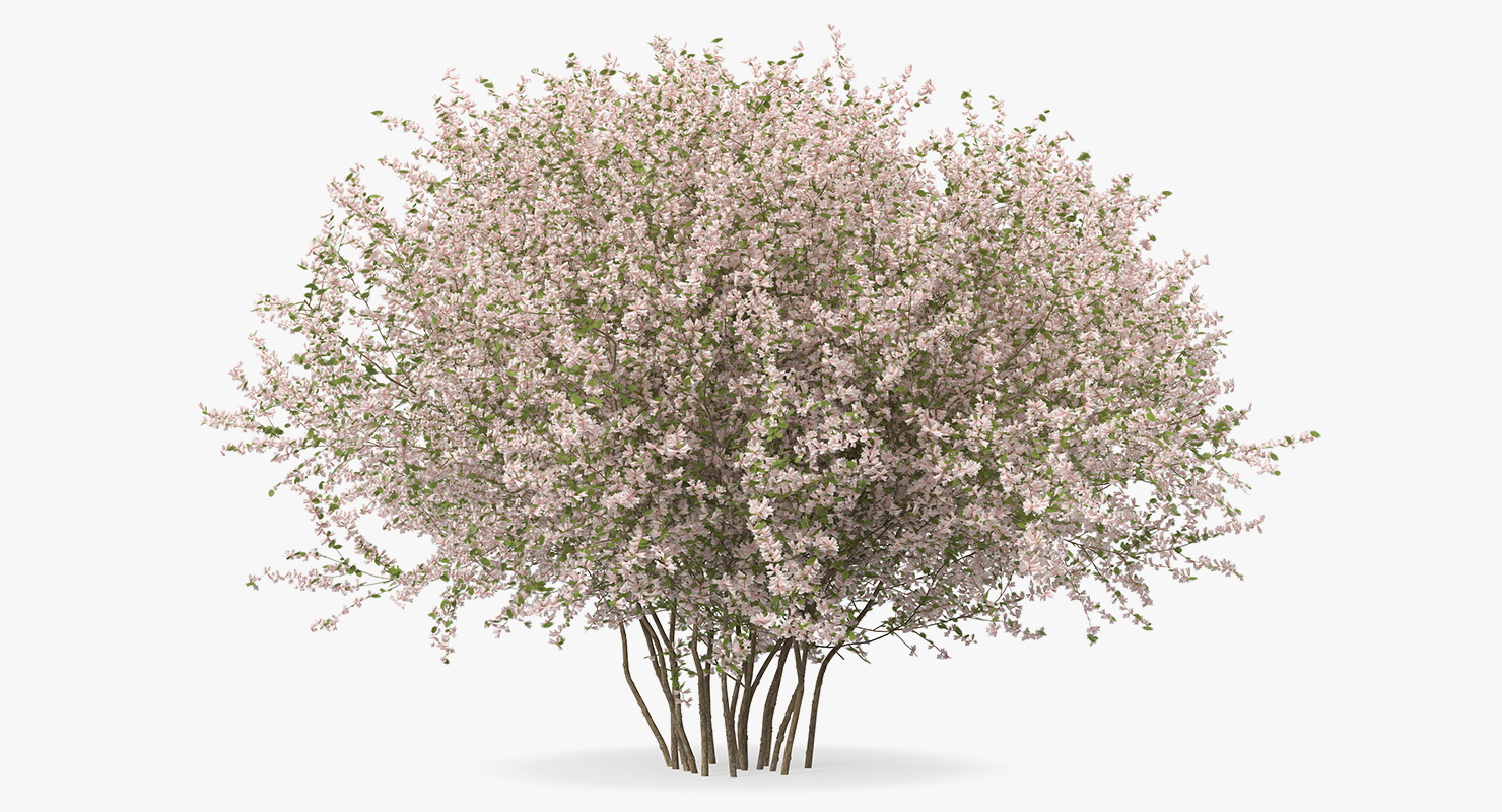 Linnaea Amabilis or Kolkwitzia Amabilis 3D model