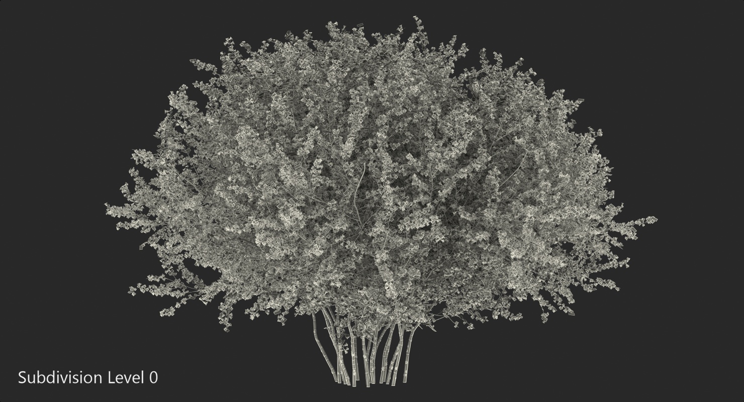 Linnaea Amabilis or Kolkwitzia Amabilis 3D model