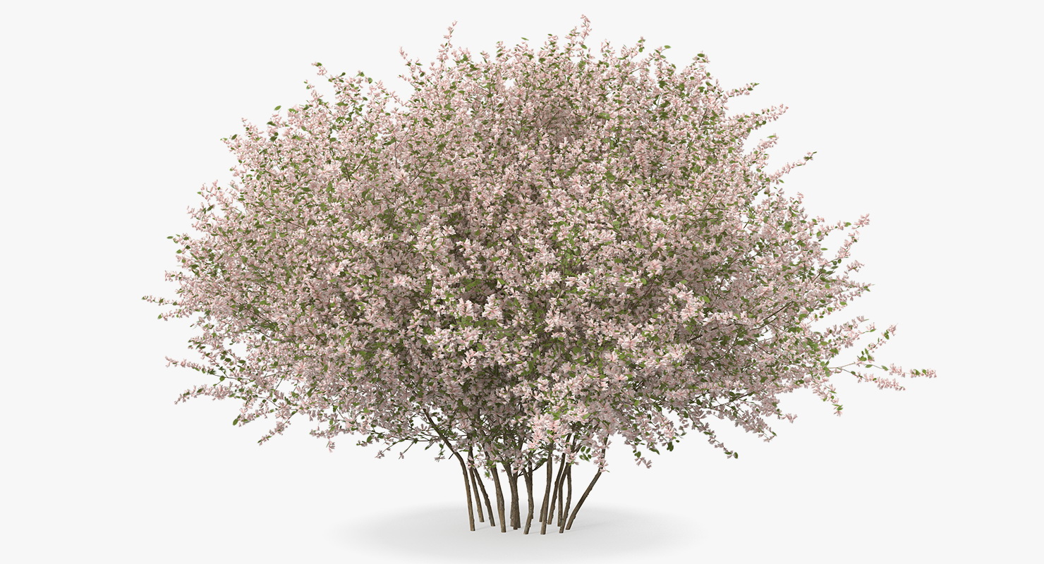 Linnaea Amabilis or Kolkwitzia Amabilis 3D model