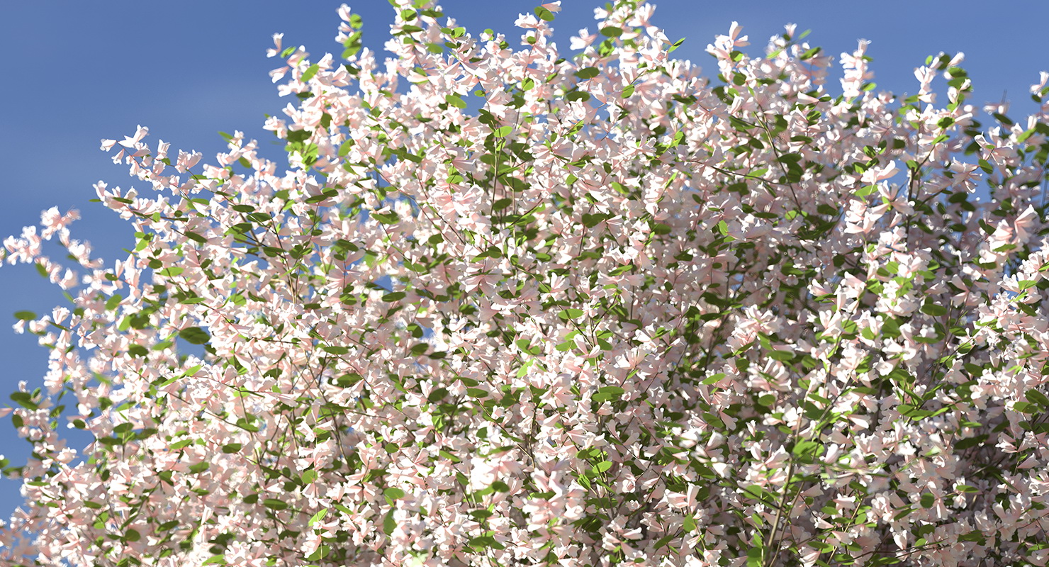 Linnaea Amabilis or Kolkwitzia Amabilis 3D model