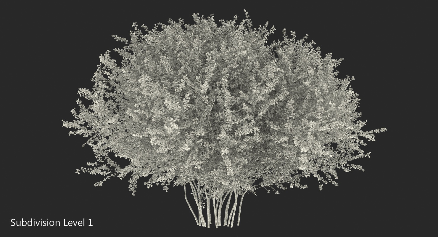 Linnaea Amabilis or Kolkwitzia Amabilis 3D model