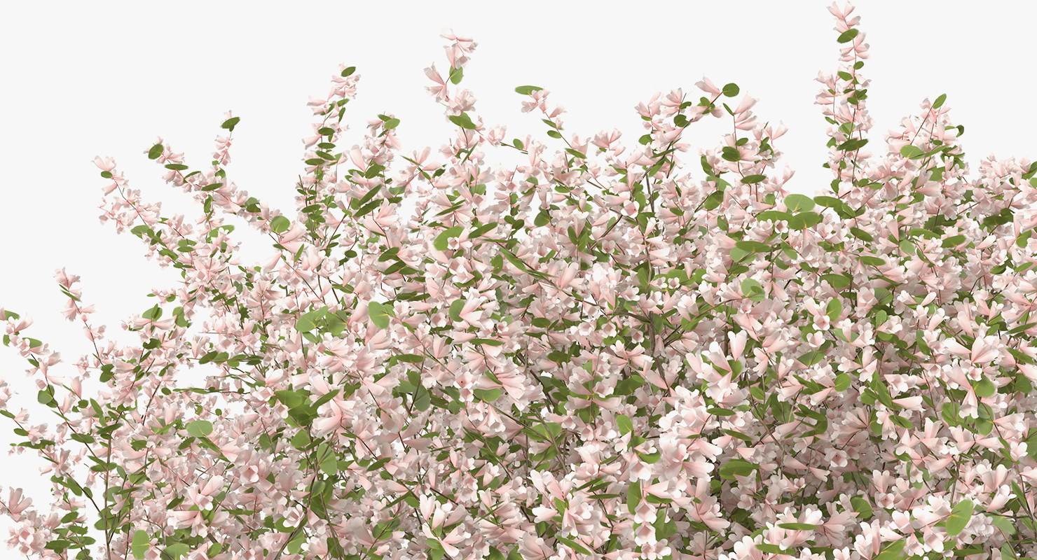 Linnaea Amabilis or Kolkwitzia Amabilis 3D model