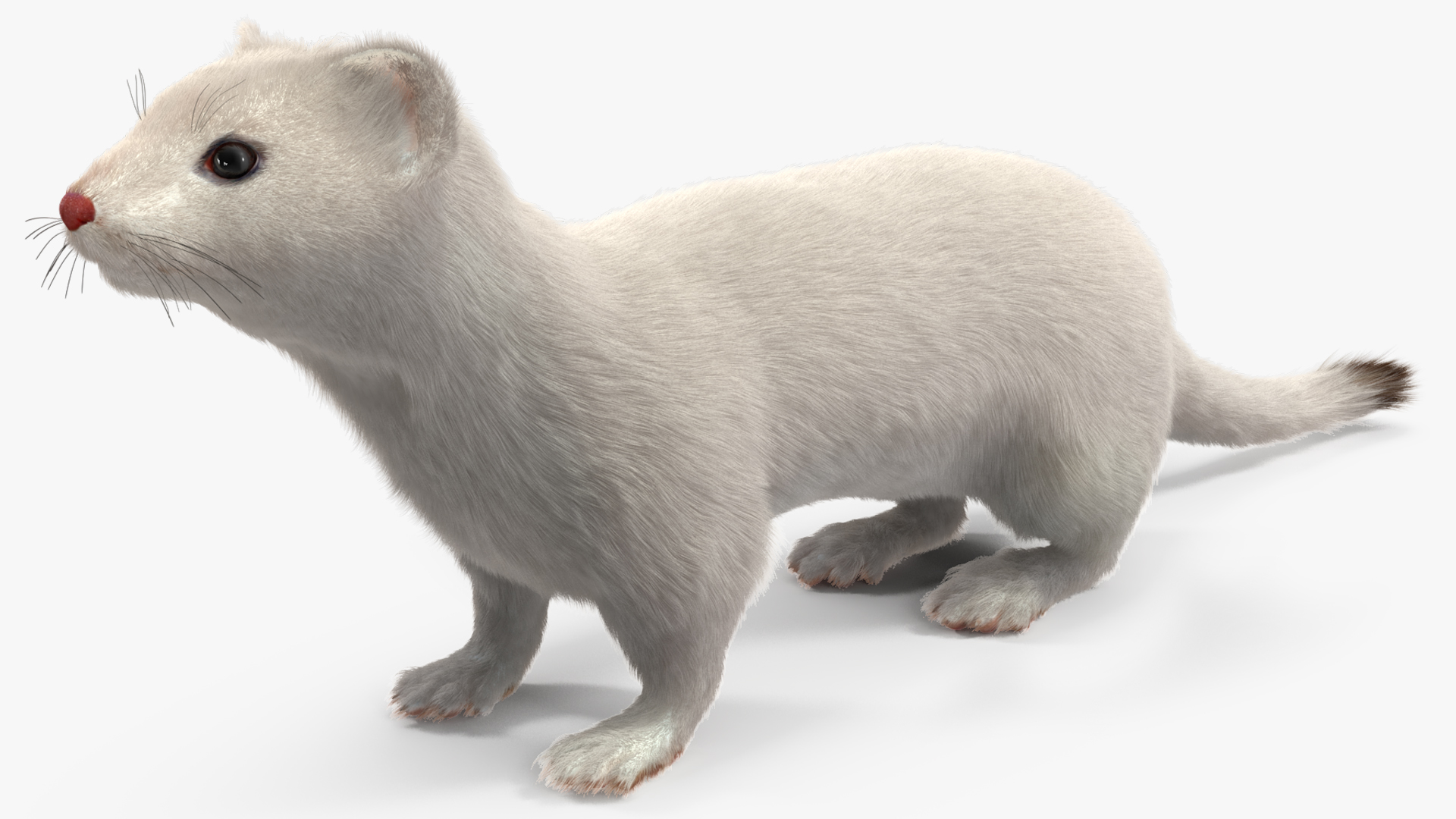 3D model Ermine Mammal White Fur Rigged