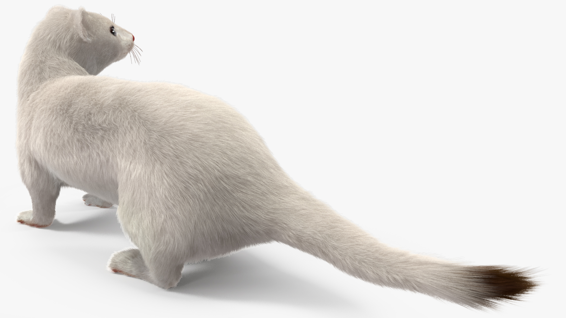 3D model Ermine Mammal White Fur Rigged