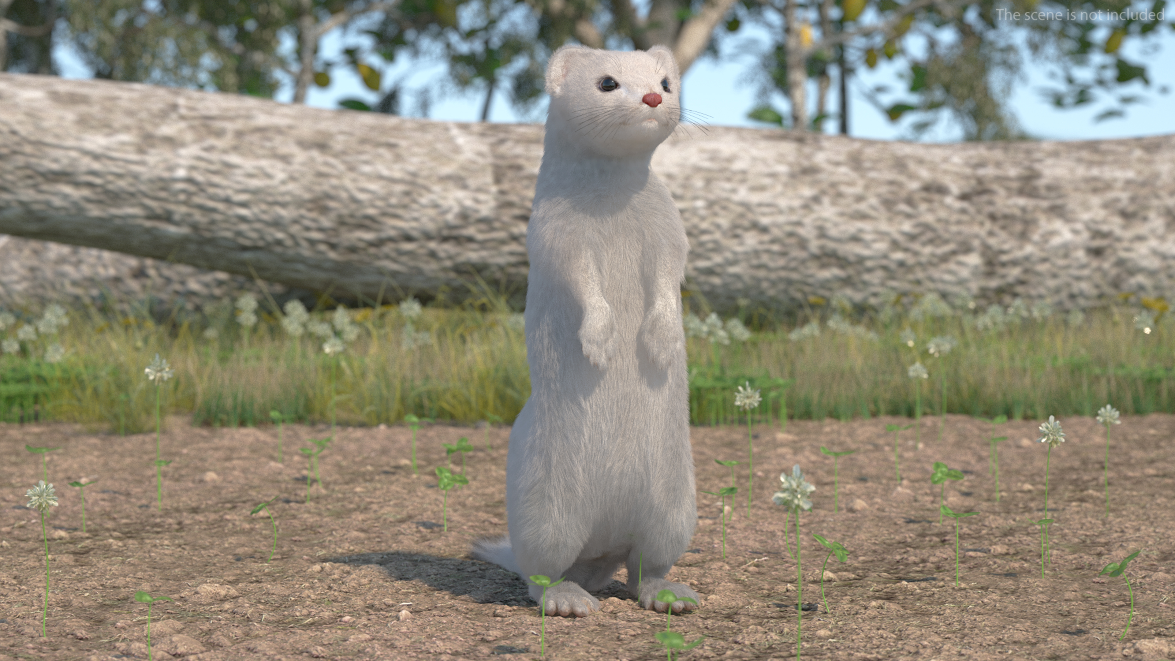 3D model Ermine Mammal White Fur Rigged