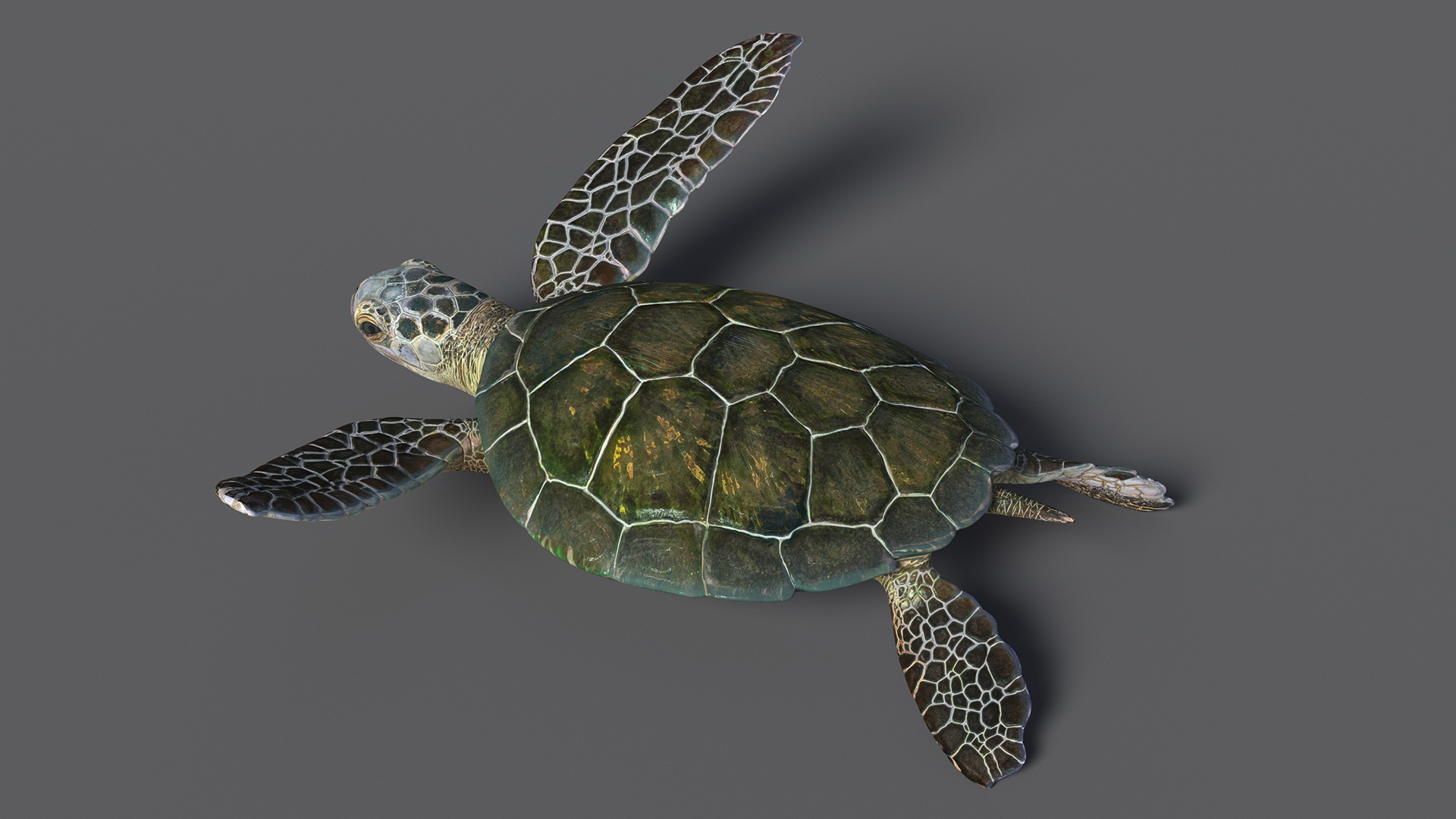 3D model Realistic Sea Turtle