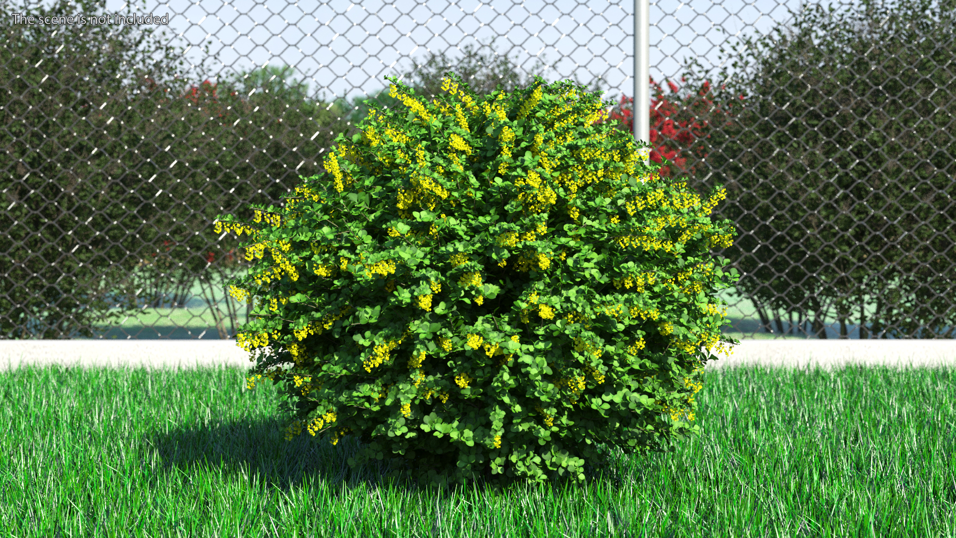 Berberis Shrub with Flowers 3D