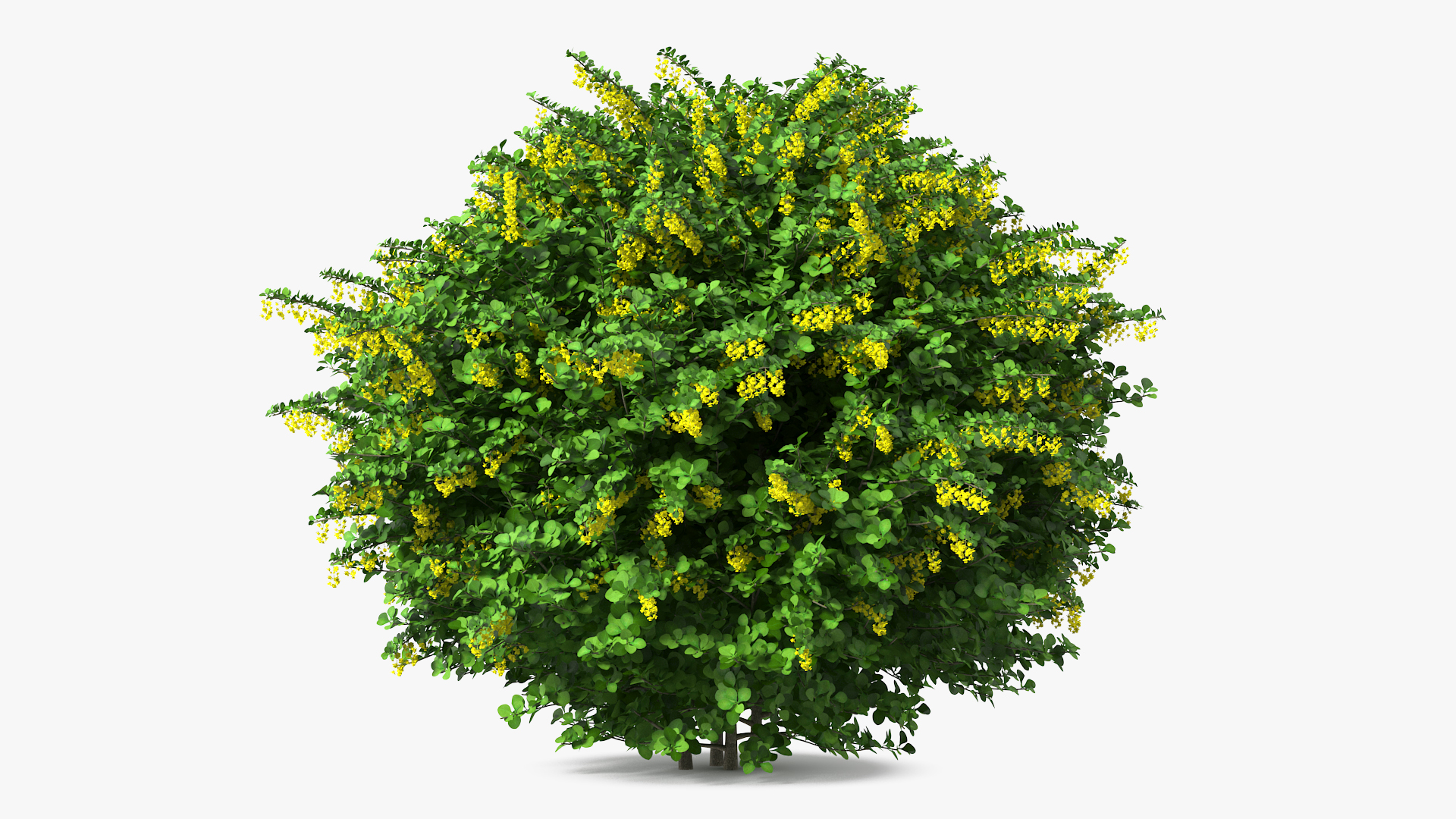 Berberis Shrub with Flowers 3D