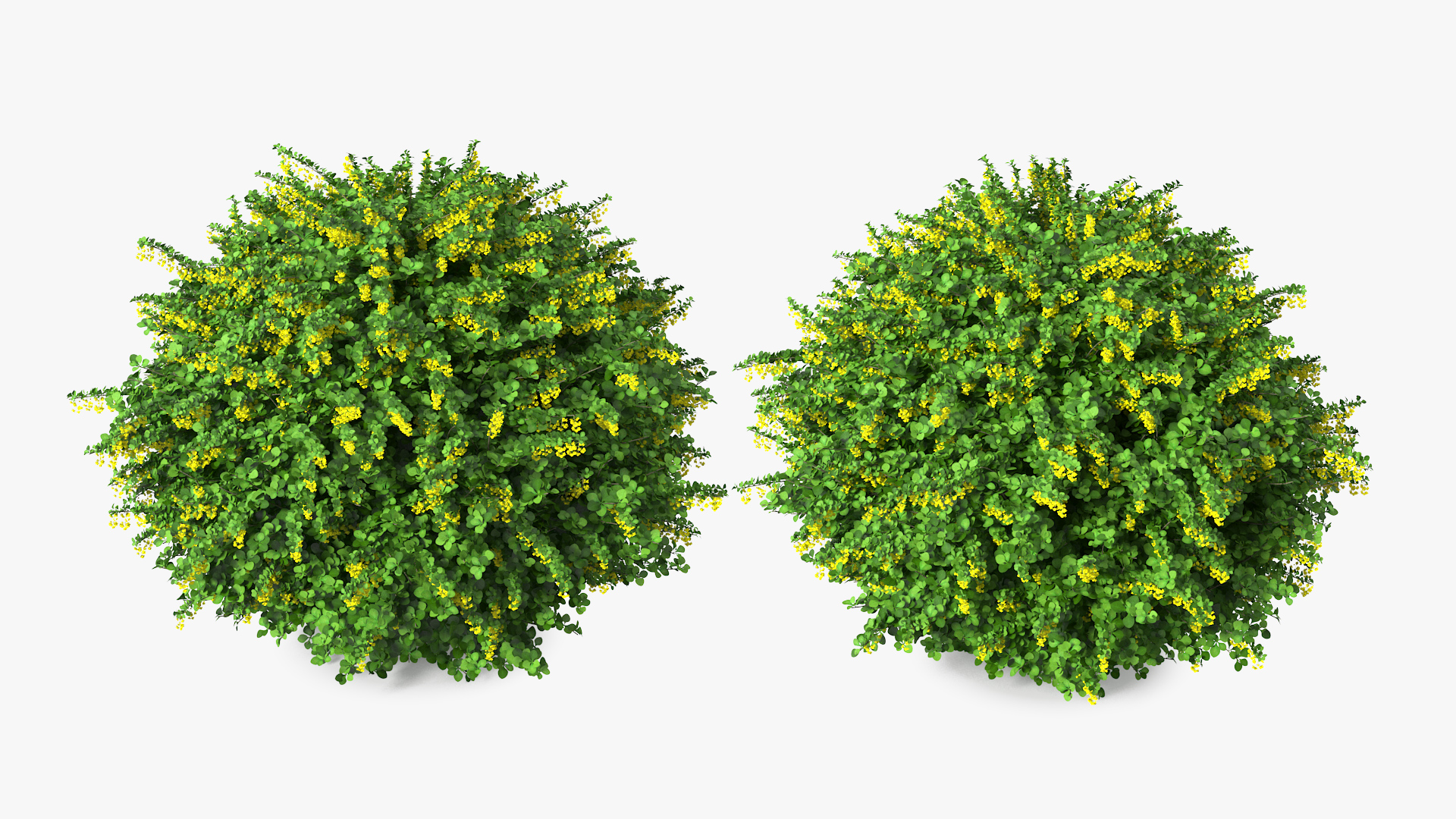 Berberis Shrub with Flowers 3D