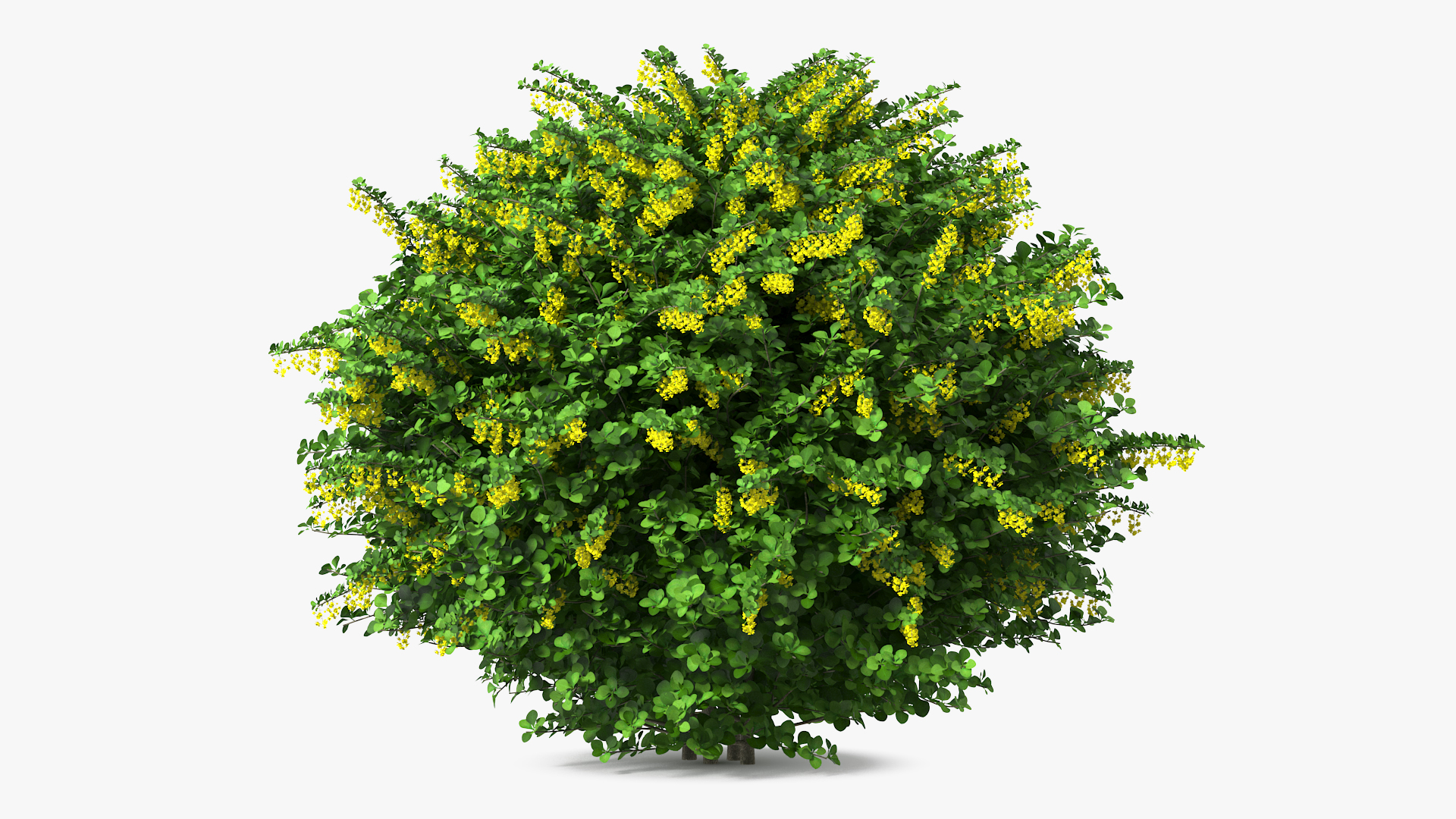 Berberis Shrub with Flowers 3D