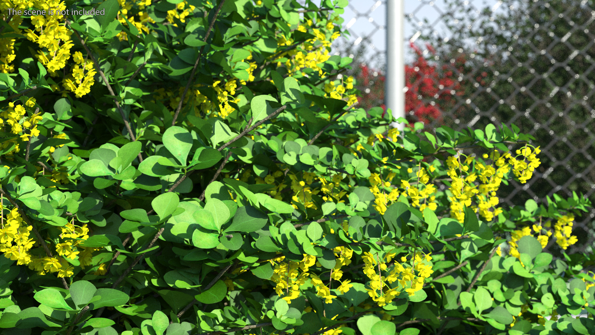 Berberis Shrub with Flowers 3D