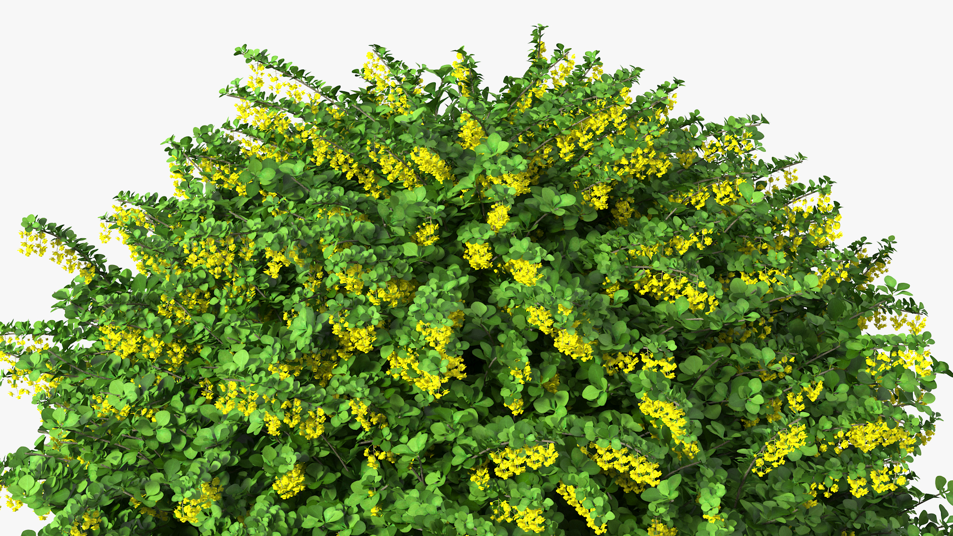 Berberis Shrub with Flowers 3D