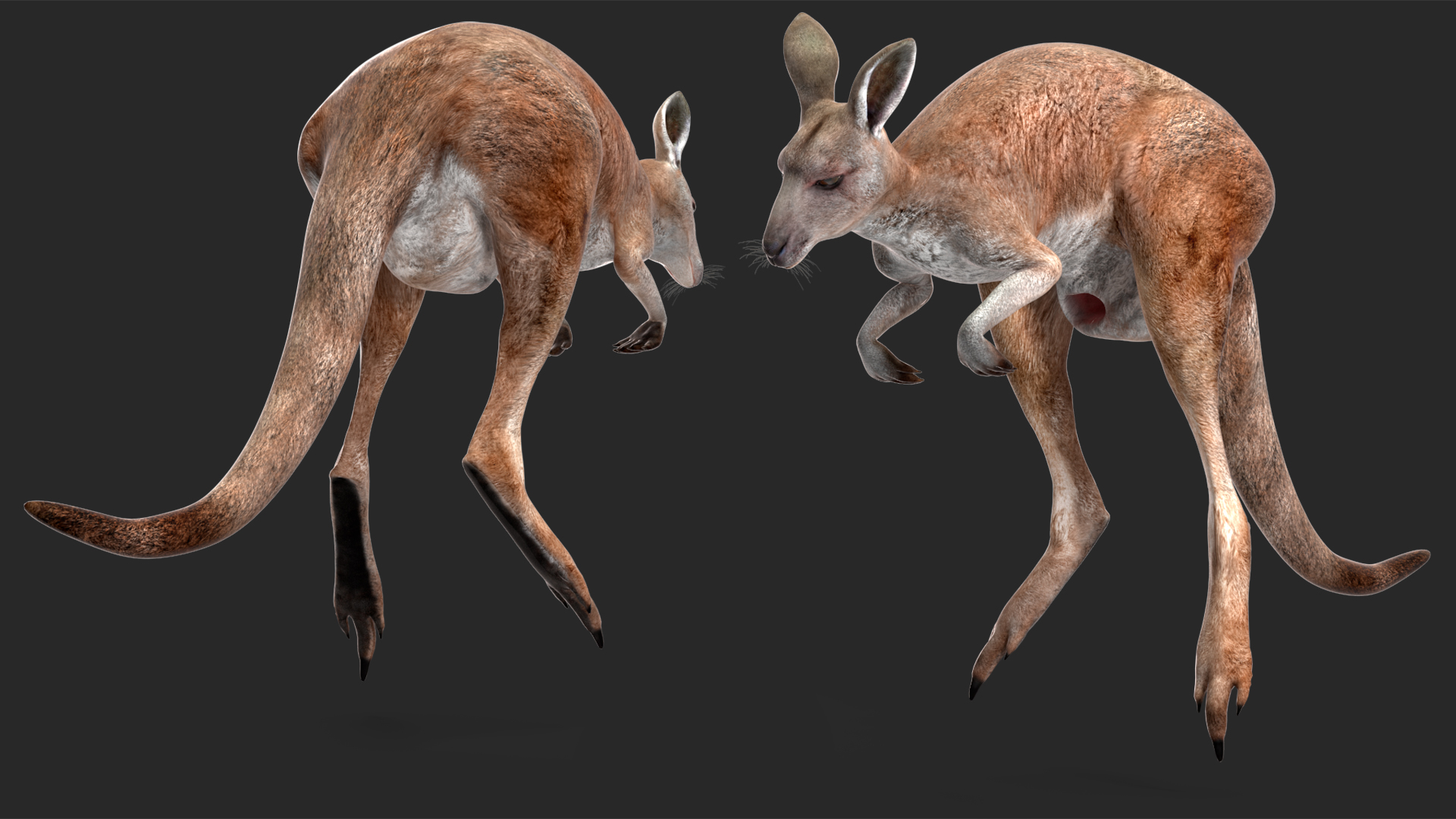 3D Female Kangaroo Rigged for Cinema 4D