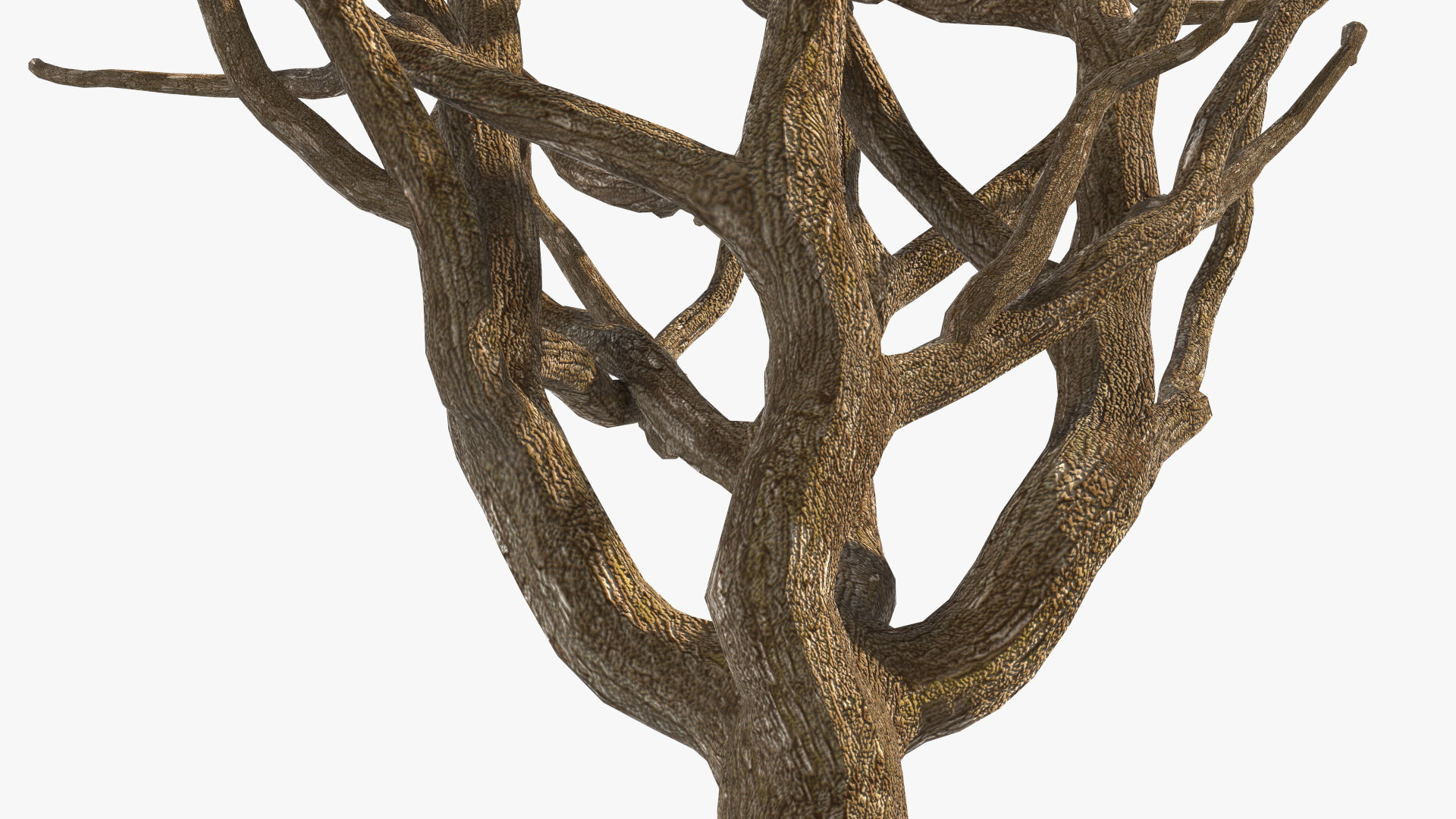 3D model Pistachio Tree Trunk