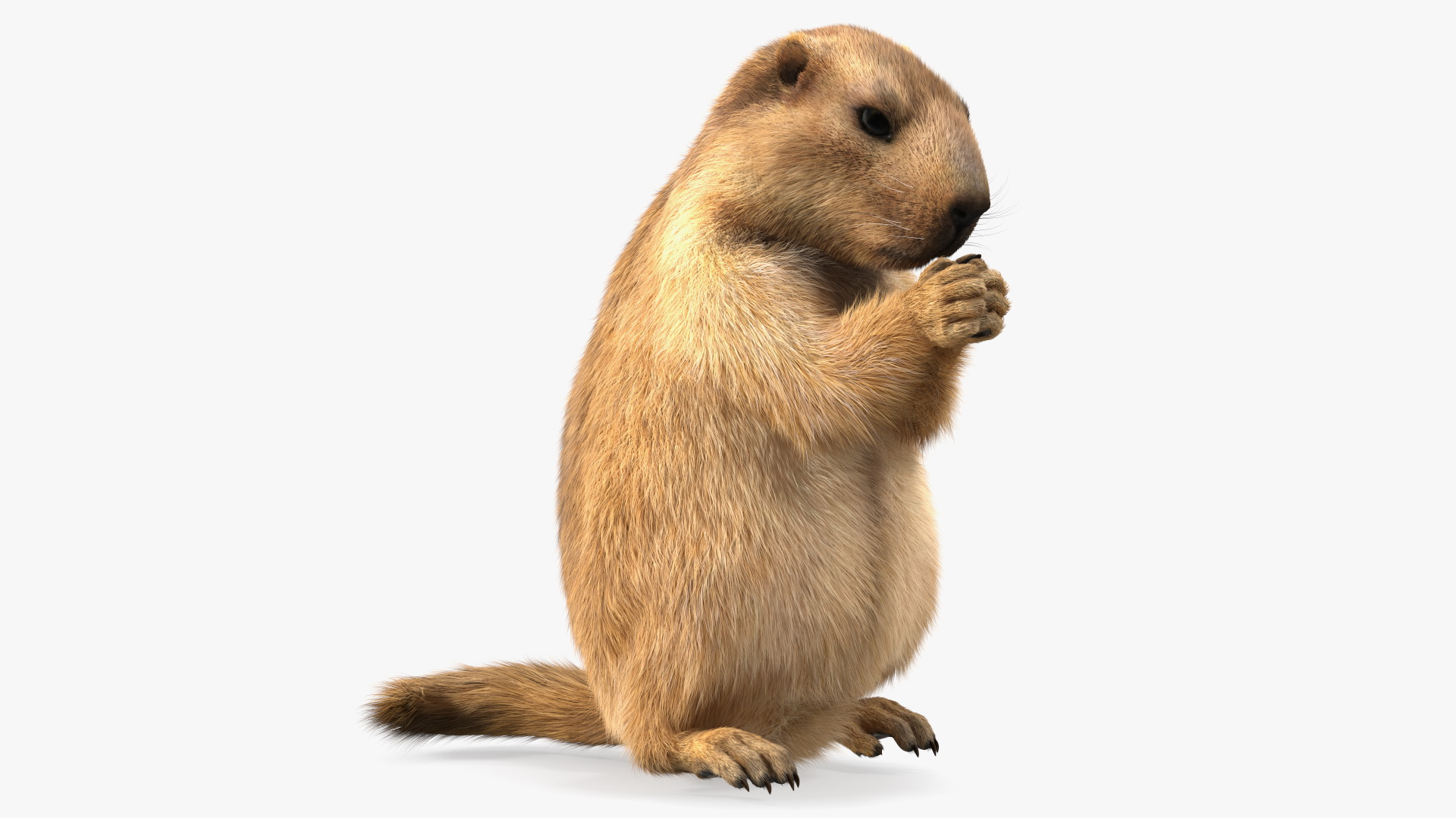 Alpine Marmot Eating Pose Fur 3D model