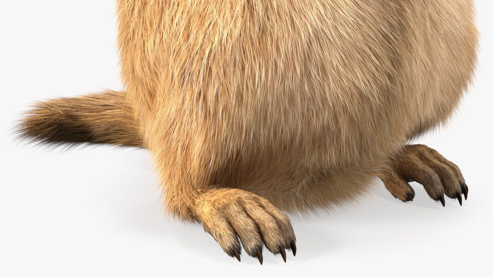 Alpine Marmot Eating Pose Fur 3D model