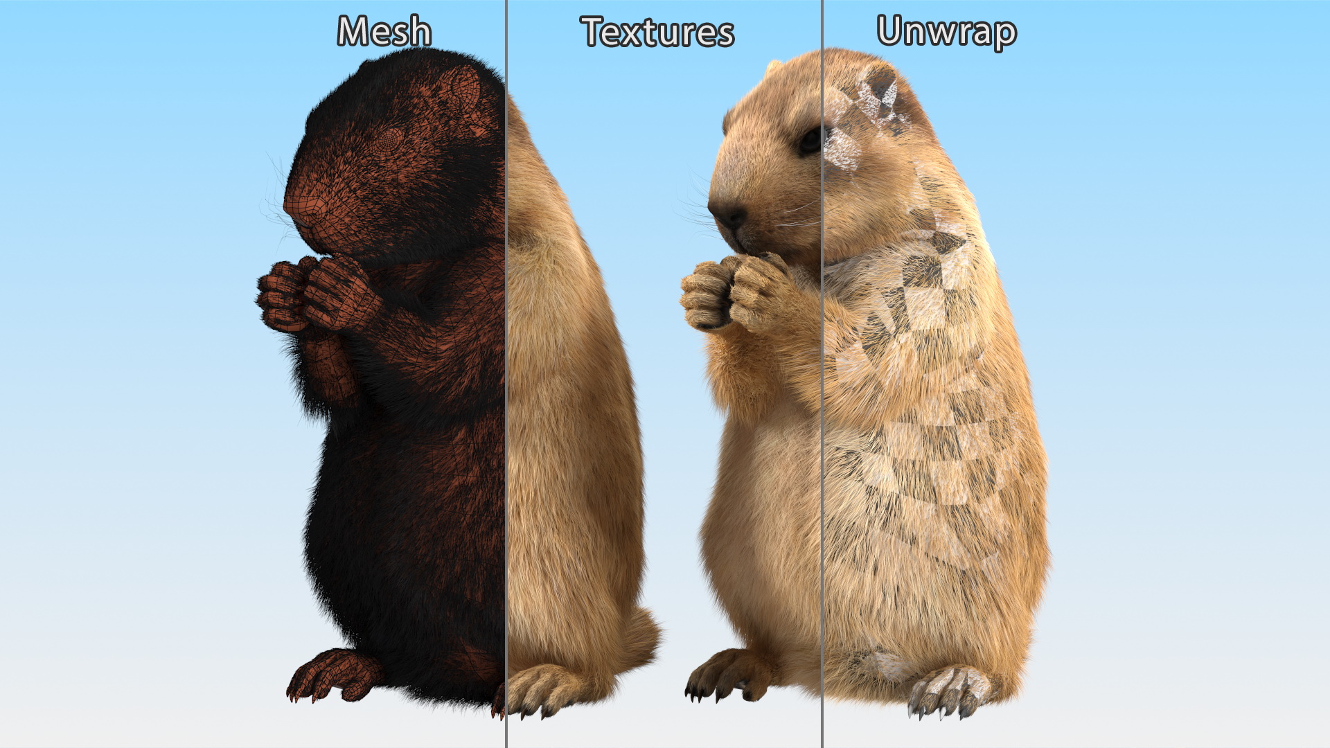 Alpine Marmot Eating Pose Fur 3D model