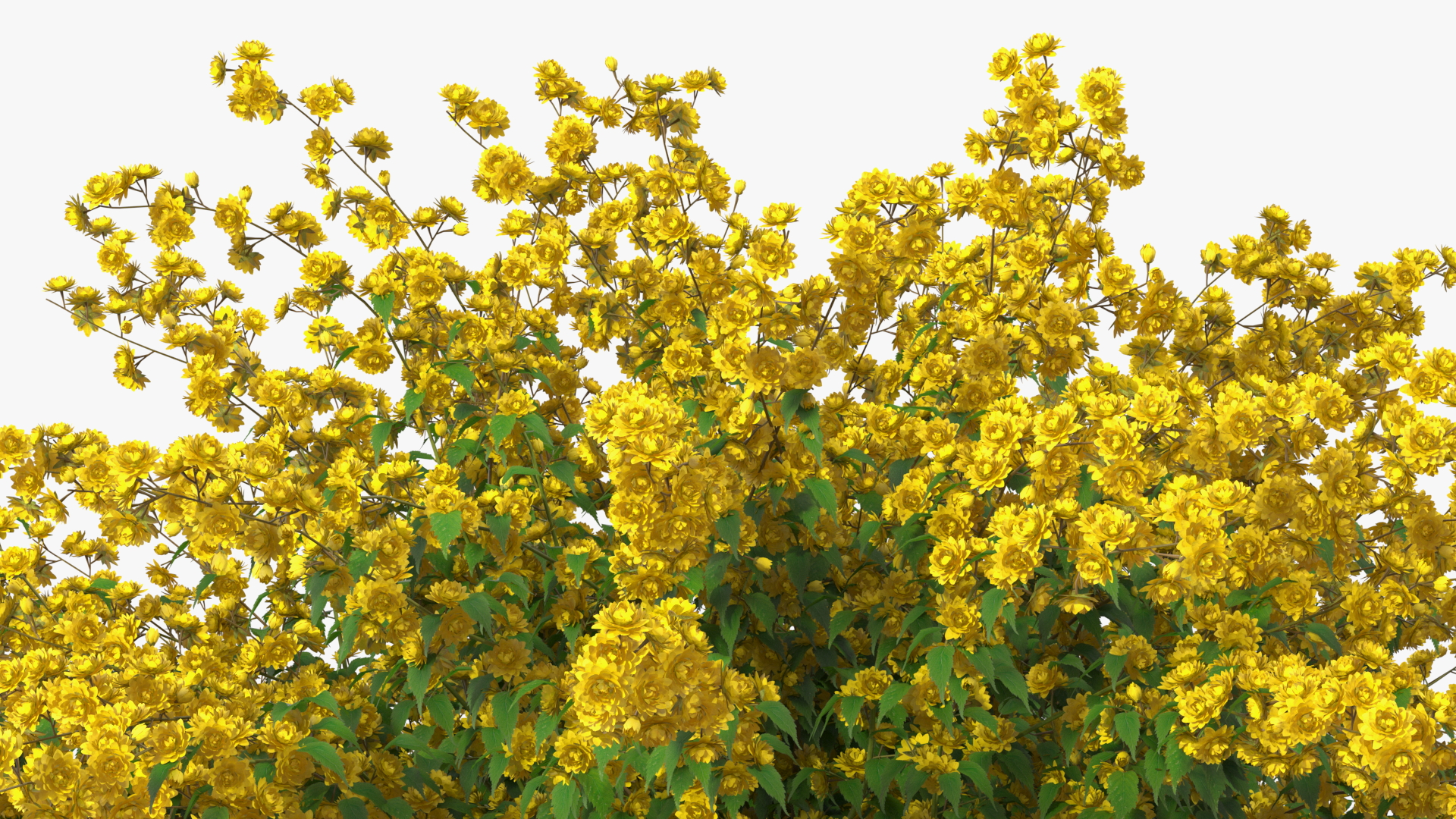 Kerria Japonica Pleniflora Plant 3D