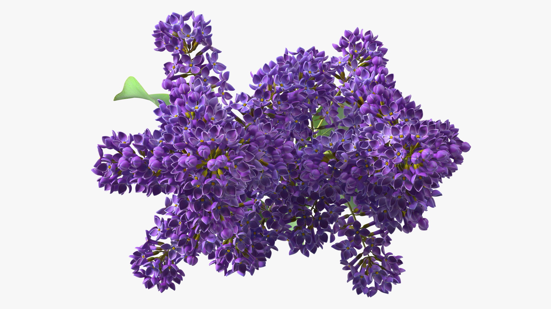 Common Lilac Syringa Vulgaris 3D model