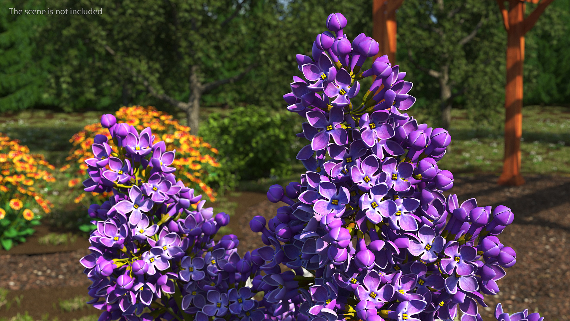 Common Lilac Syringa Vulgaris 3D model