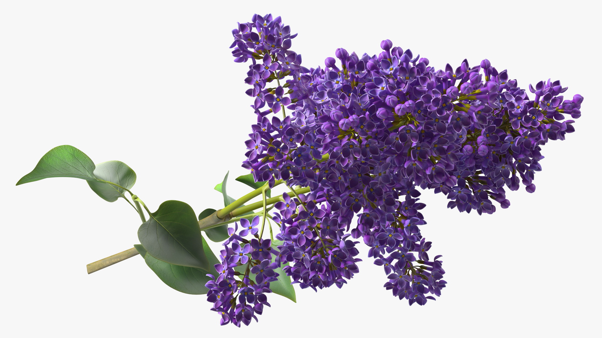 Common Lilac Syringa Vulgaris 3D model